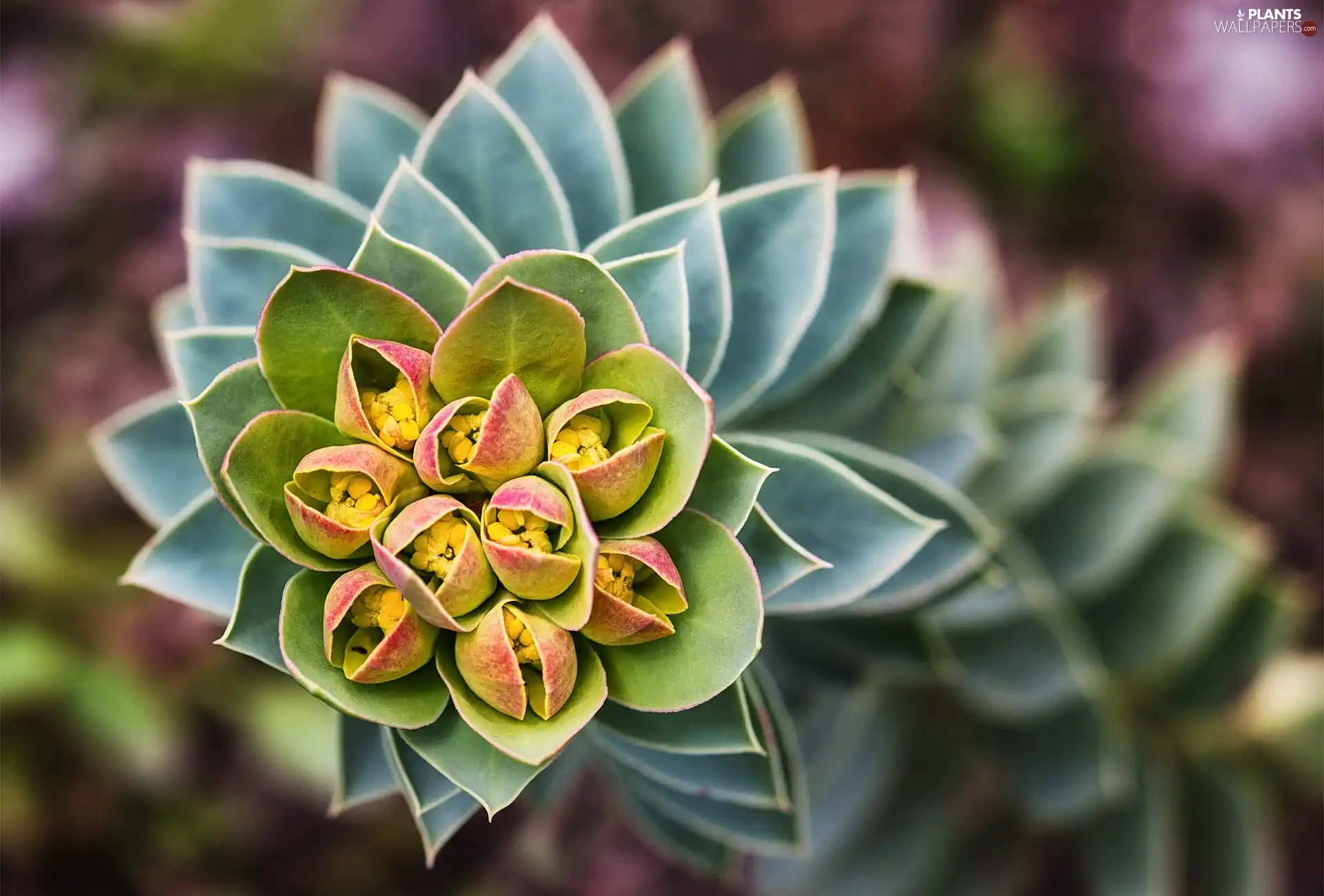 flower, Cactus