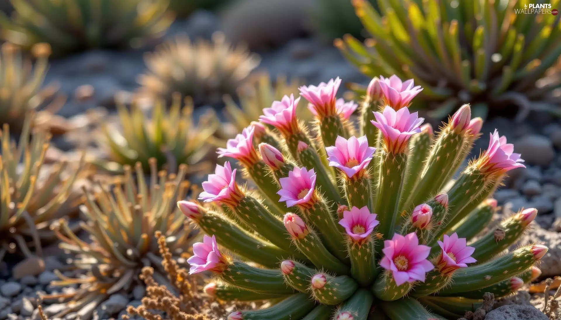 flower, Pink, Flowers, Cactus