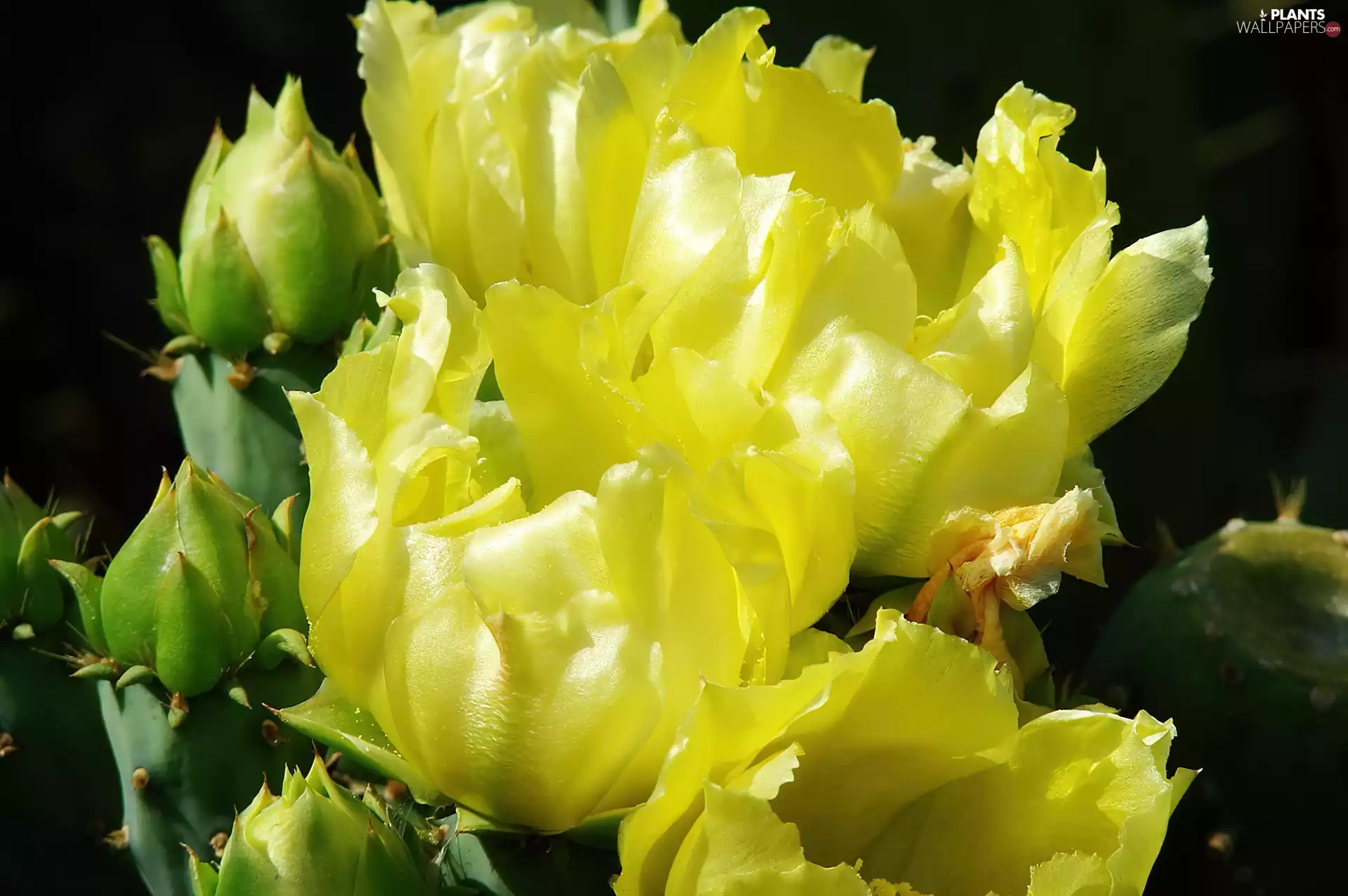 Cactus, Yellow, flower