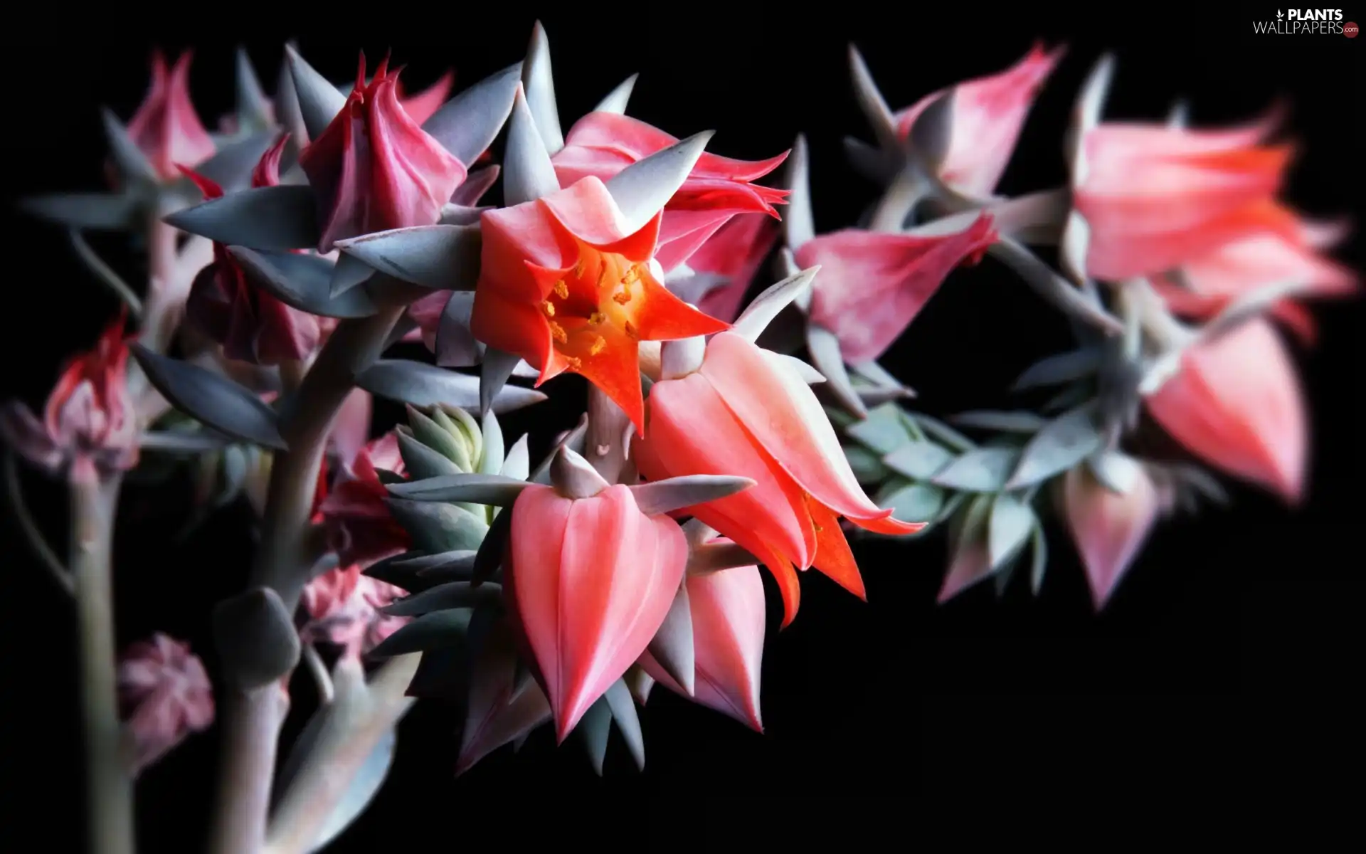 flower, Cactus