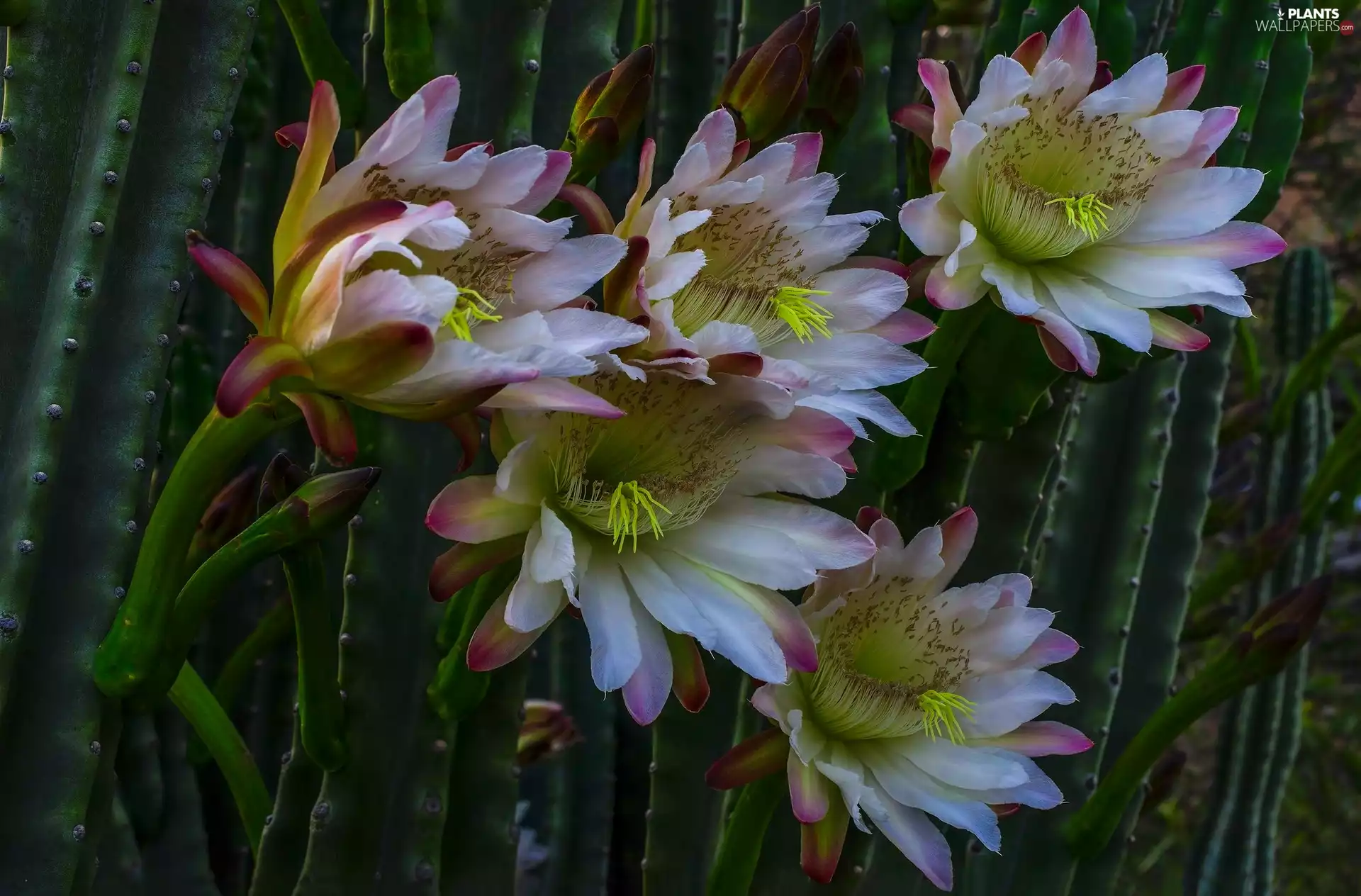 Cactus, Flowers
