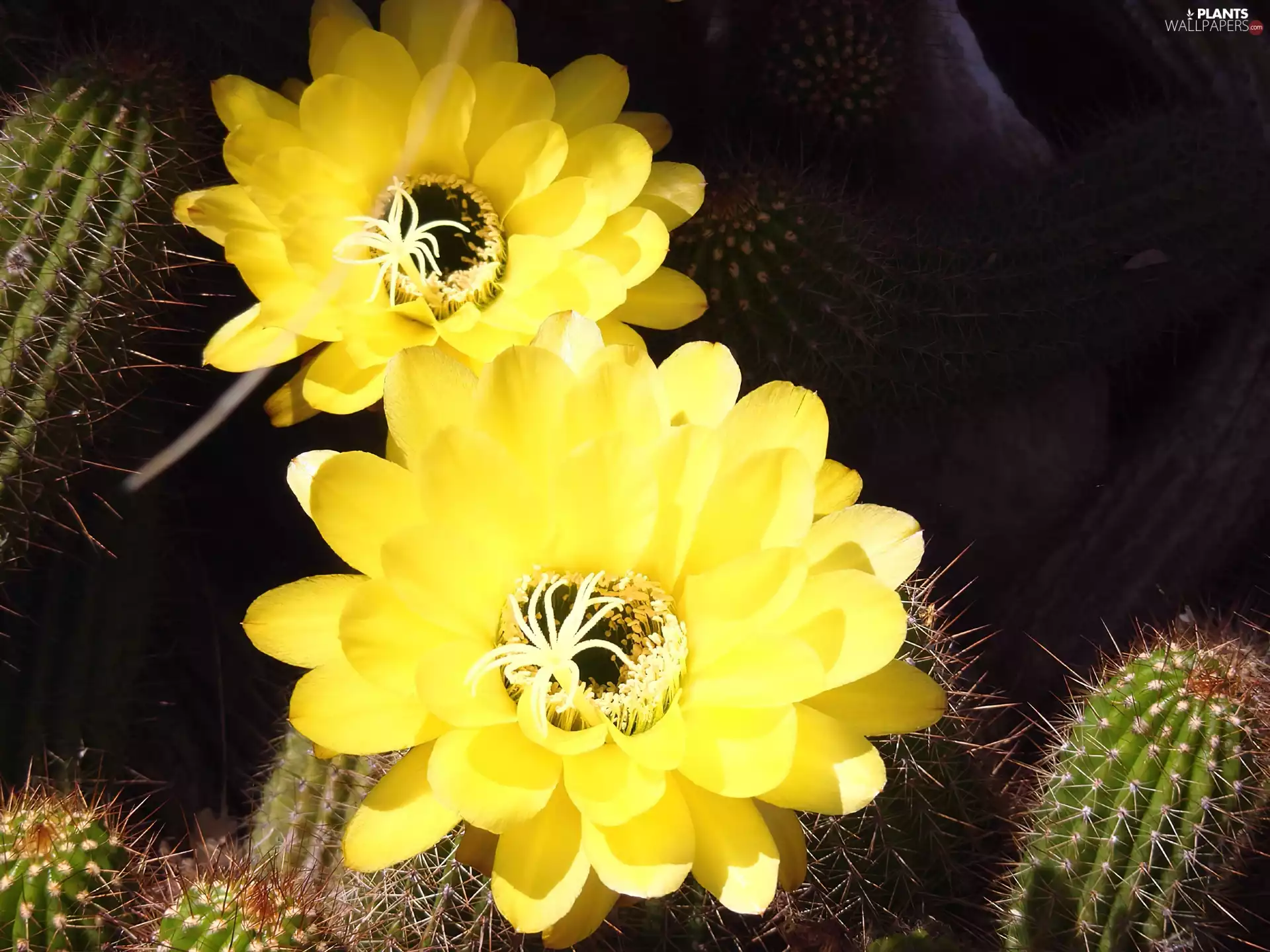 Cactus, Flowers