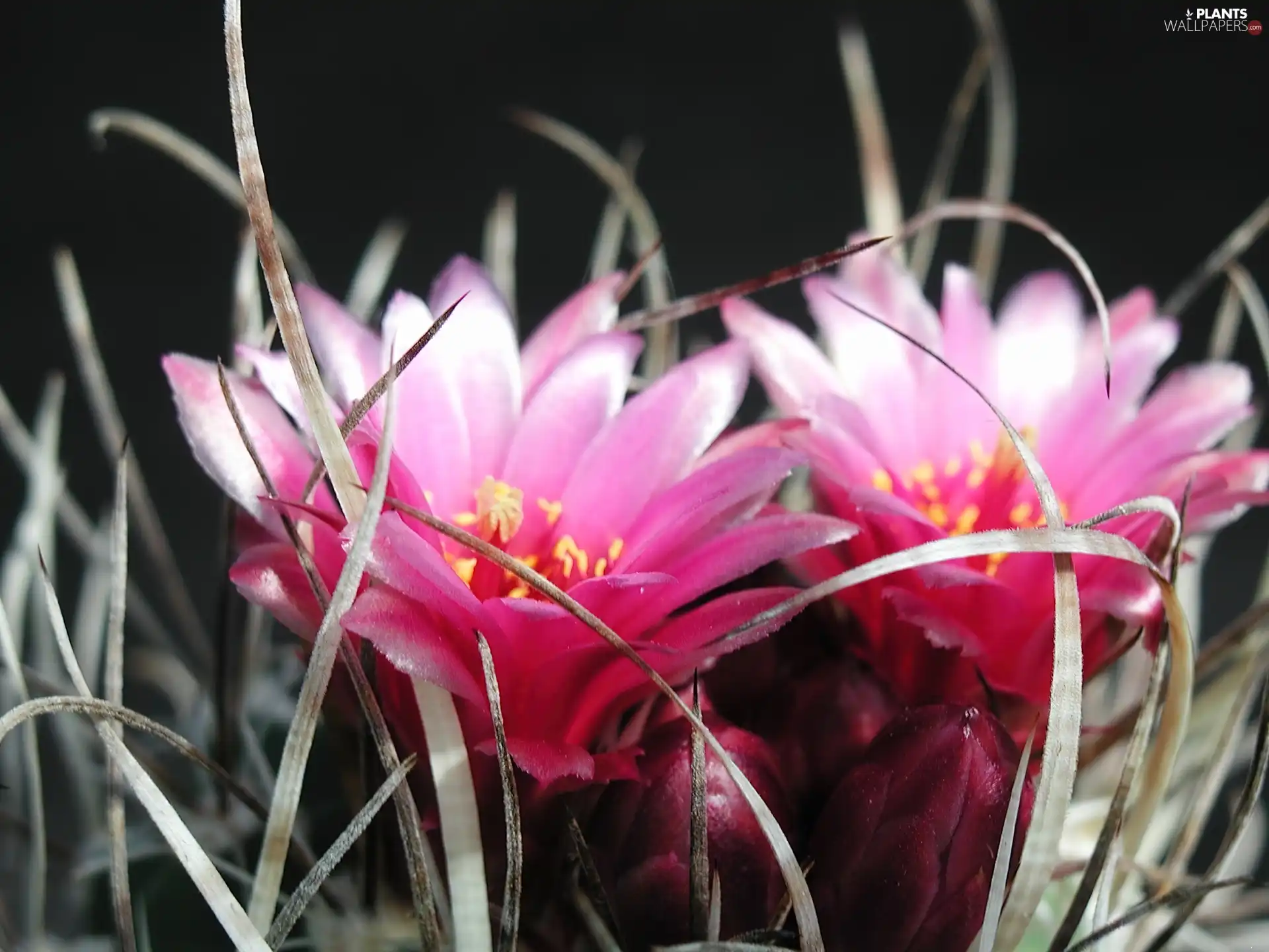 cactus, Pink, Flowers