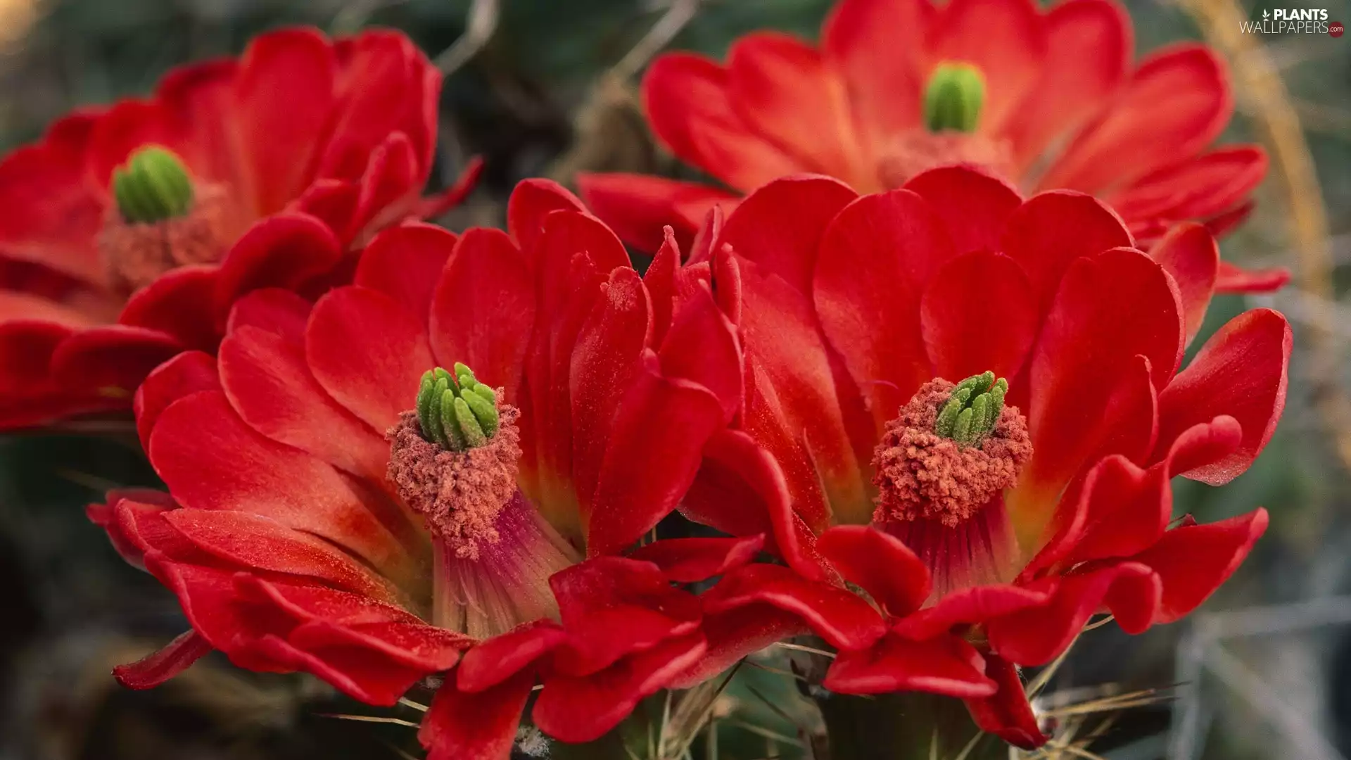 cactus, Red, Flowers