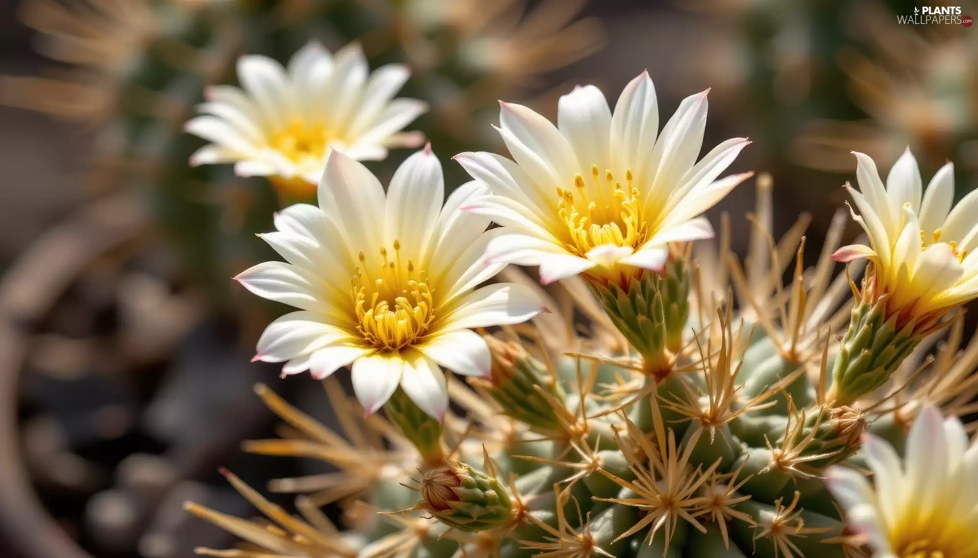 Cactus, White, Flowers