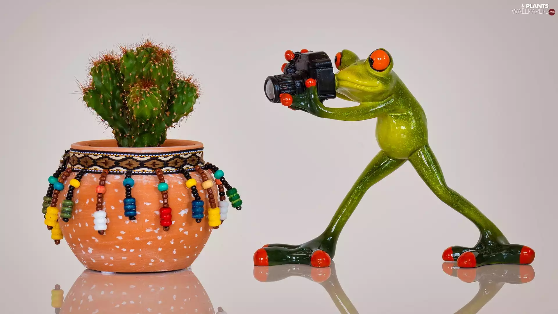 pot, composition, Camera, Cactus, strange frog