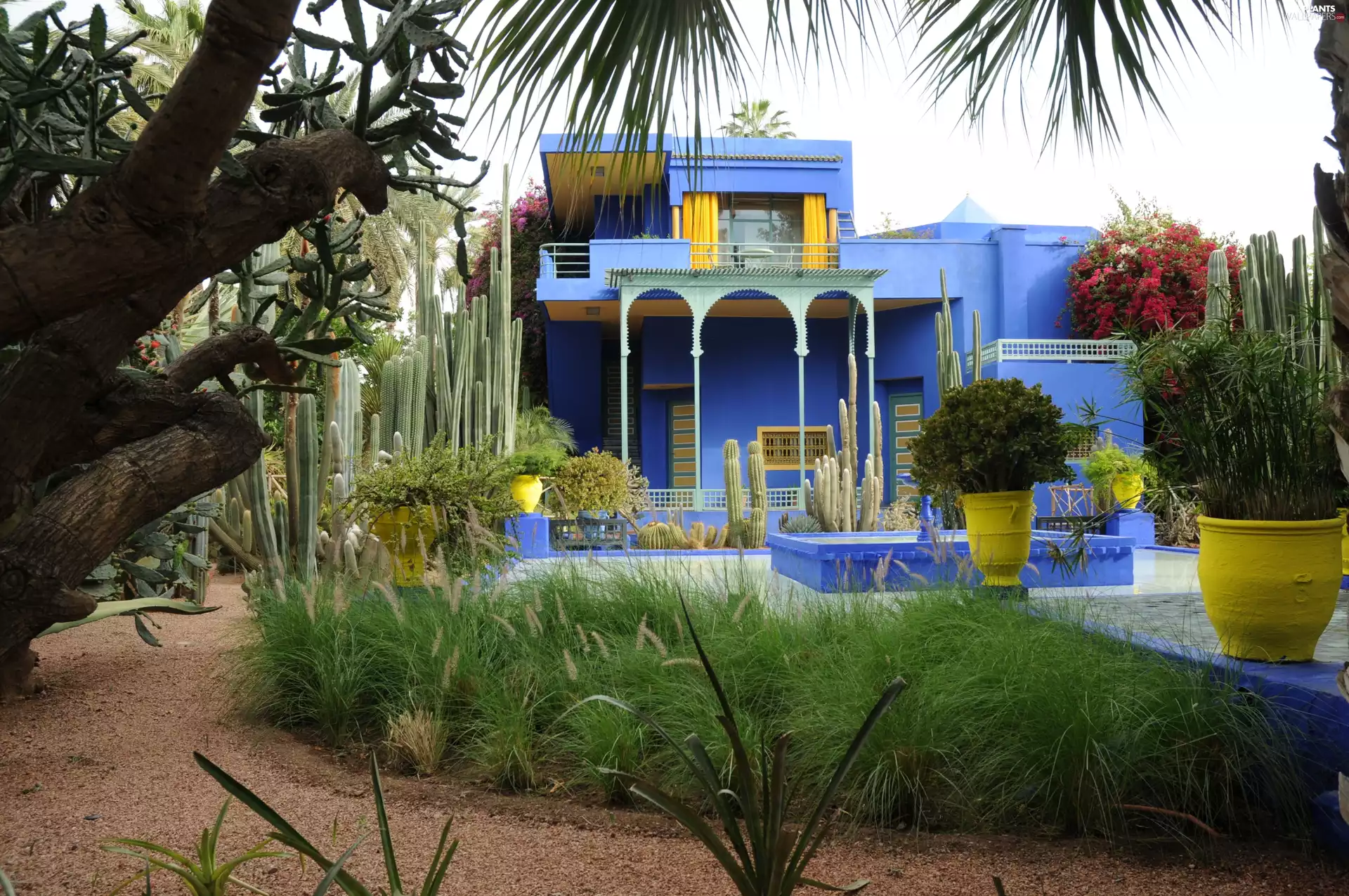 Marrakech, Cactus, Garden, Majorelle, house