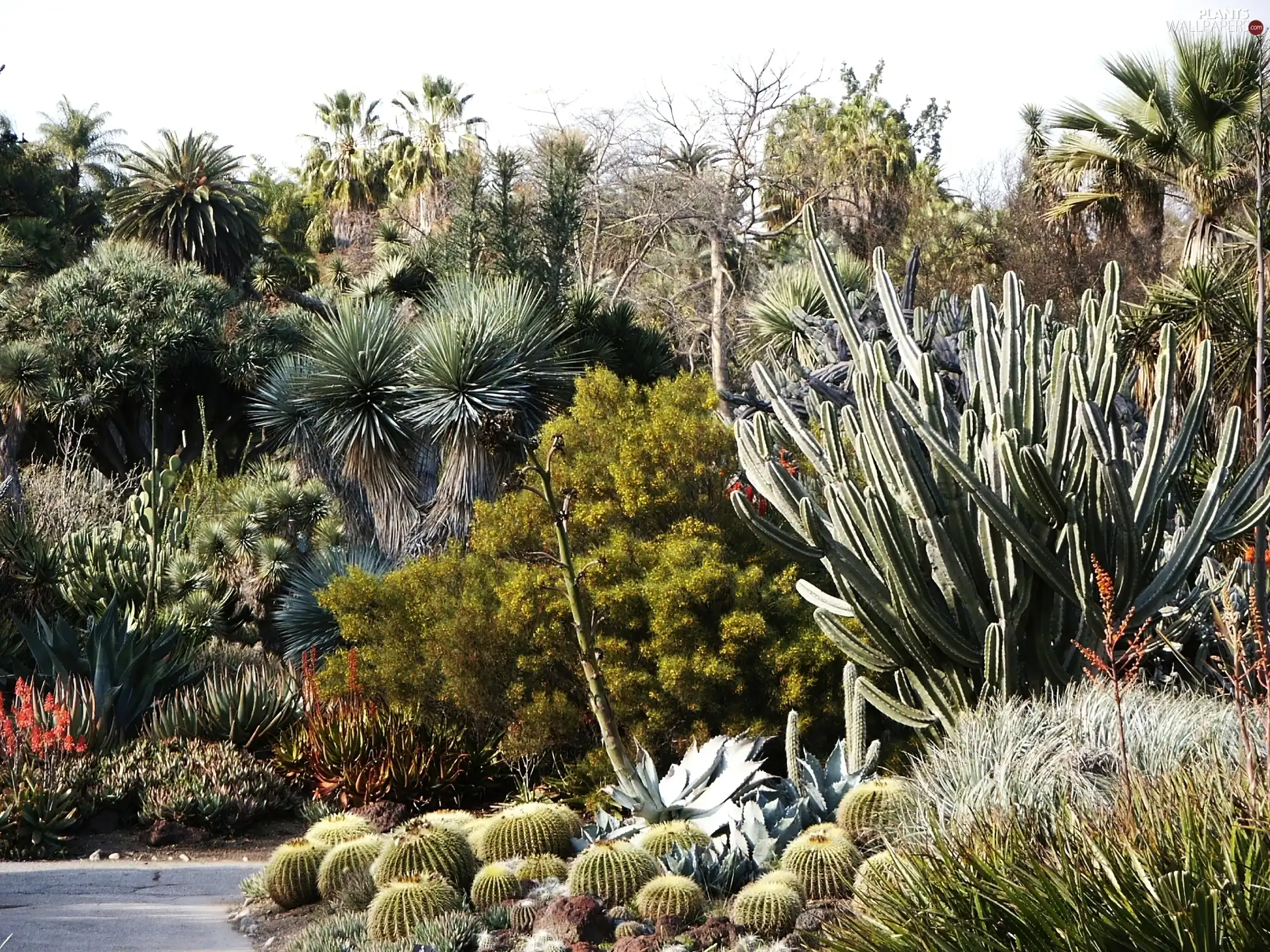 garden, Cactus