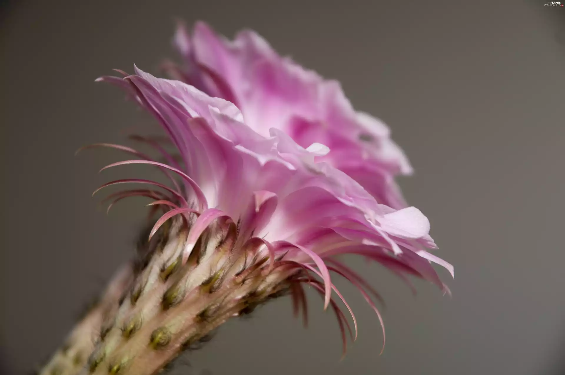 Cactus, flower, Pink