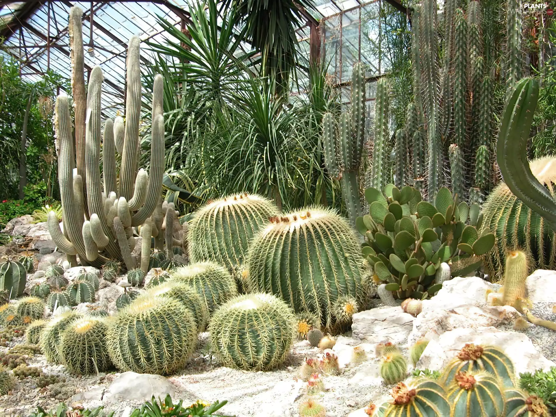 Cactus, orangery, Plants