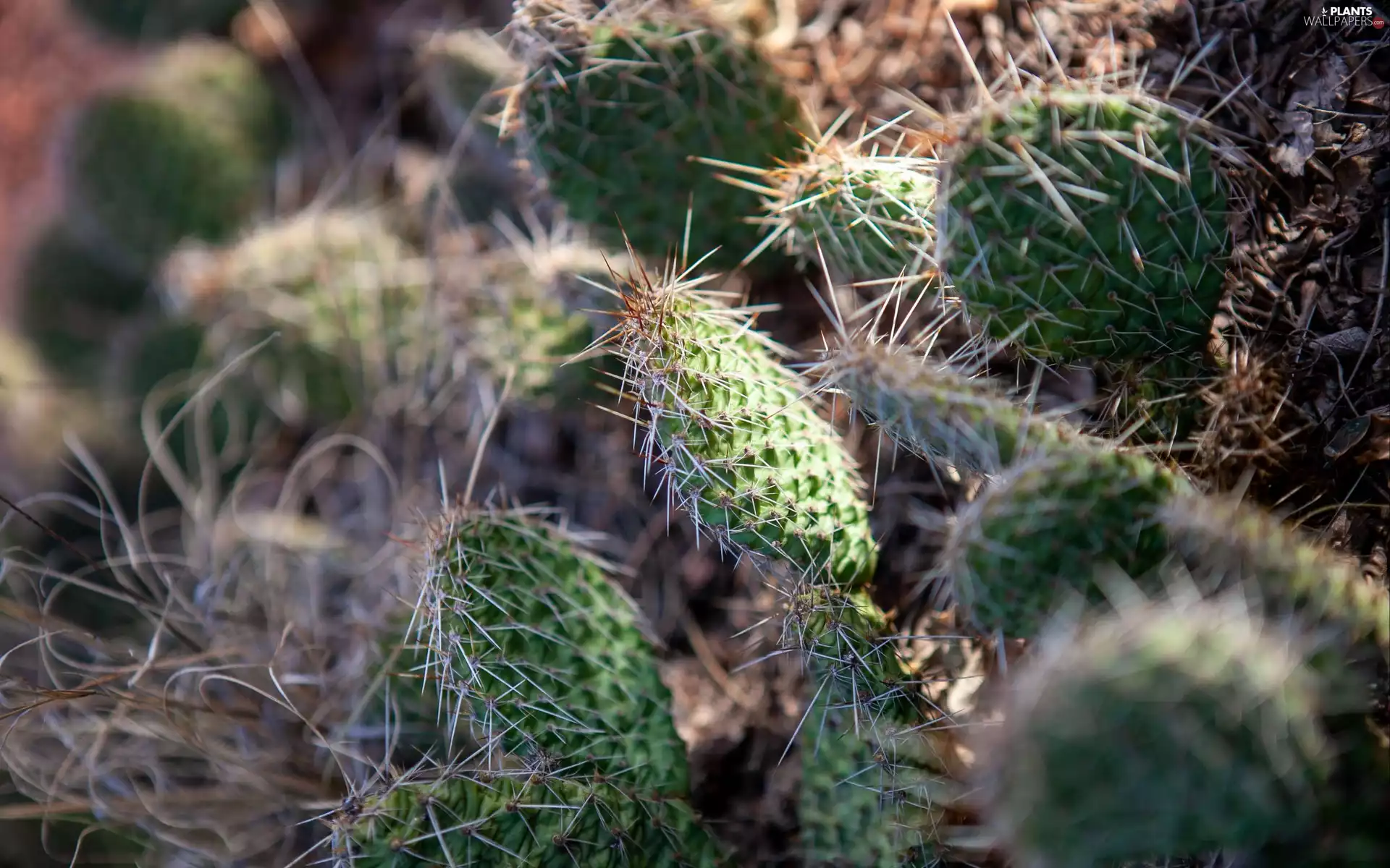 rapprochement, green ones, Cactus