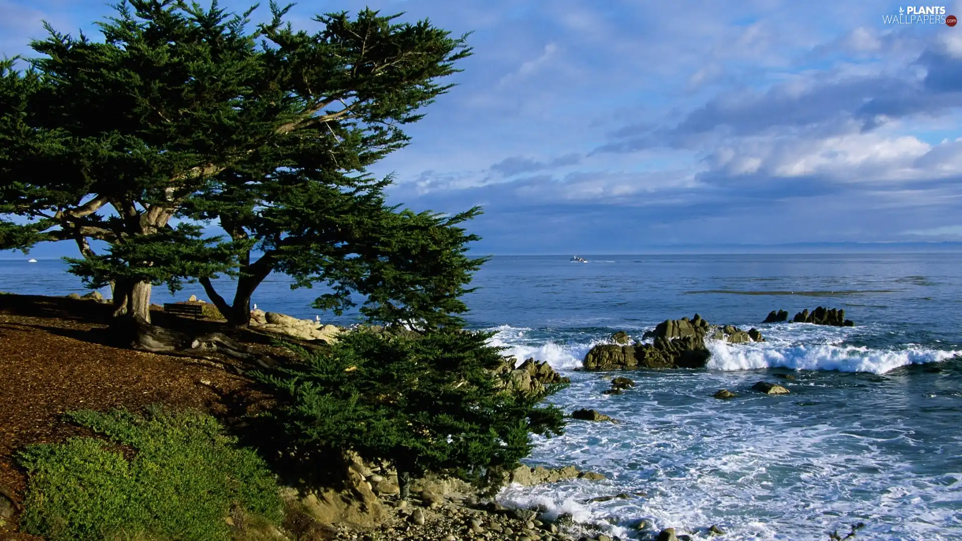 Pacific, viewes, California, trees