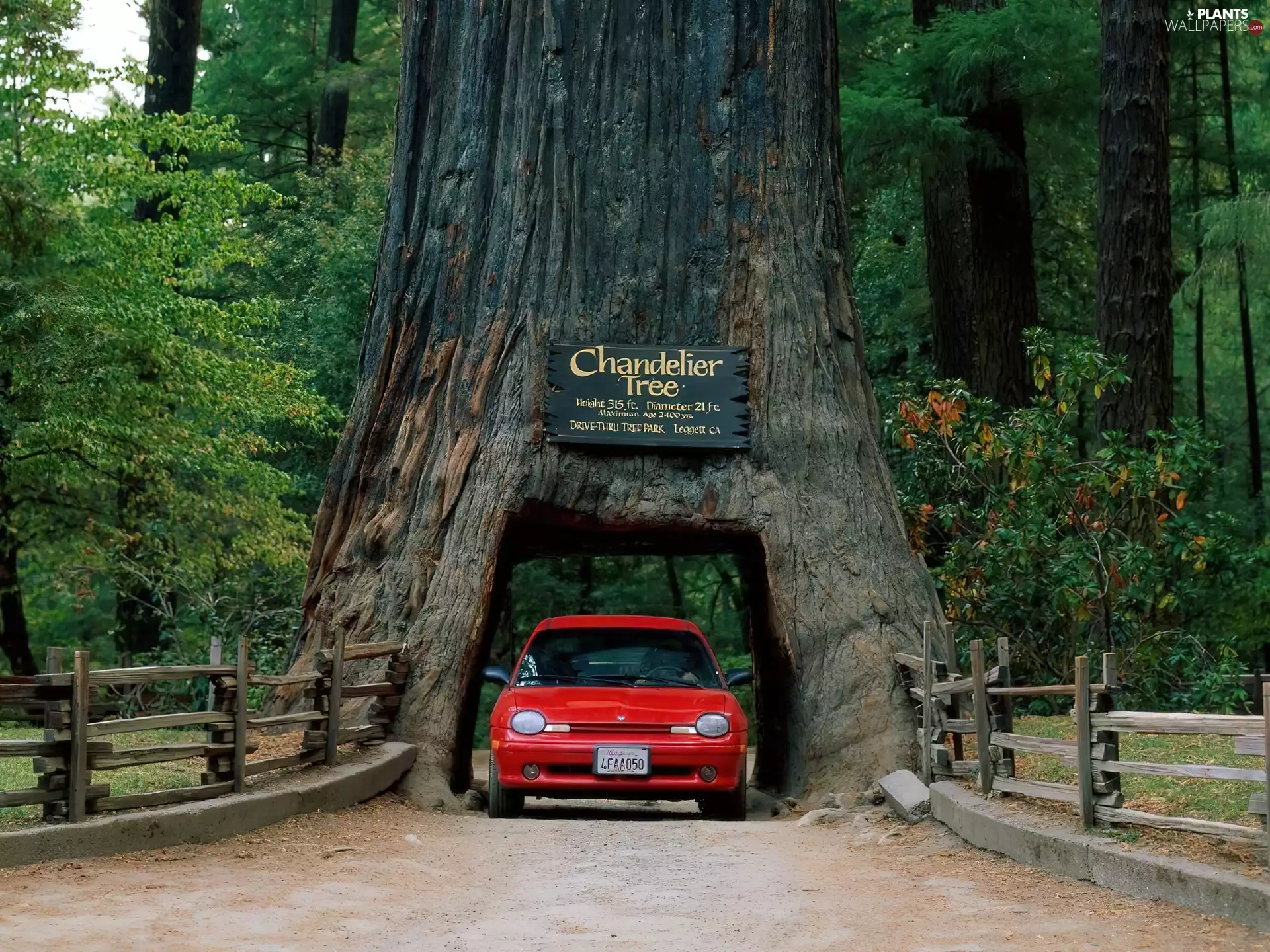 California, Chandelier Tree