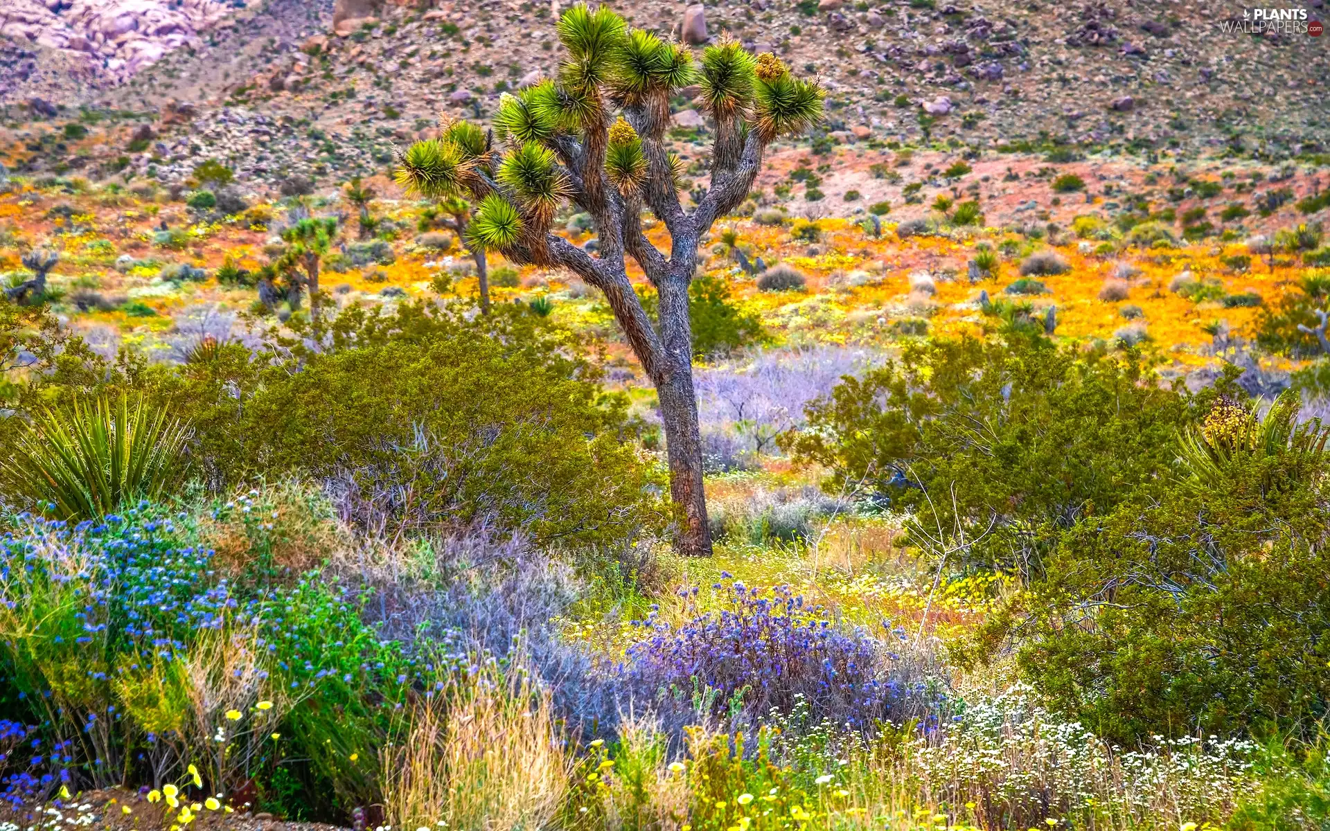 Joshua Tree, VEGETATION, The United States, Bush, California, Joshua tree, Joshua Tree National Park, Flowers
