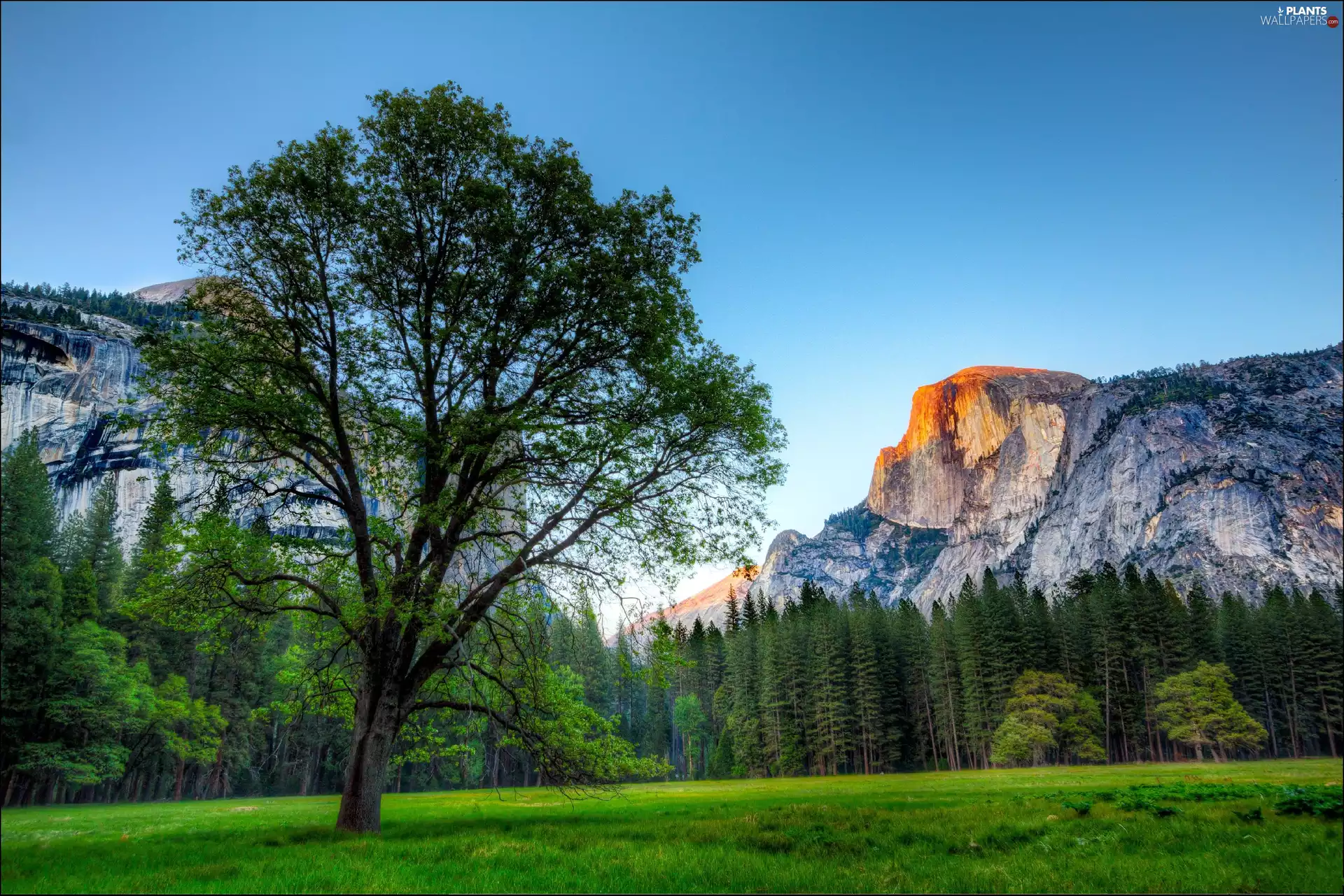 Mountains, State of California, viewes, Yosemite National Park, The United States, trees, forest