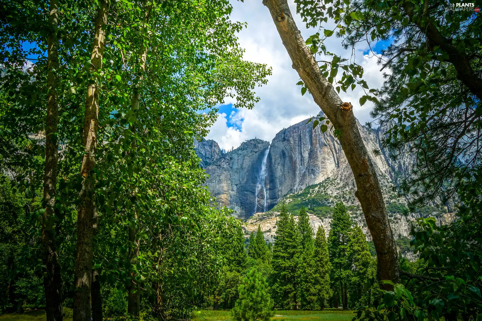forest, State of California, viewes, Yosemite National Park, The United States, trees, Mountains