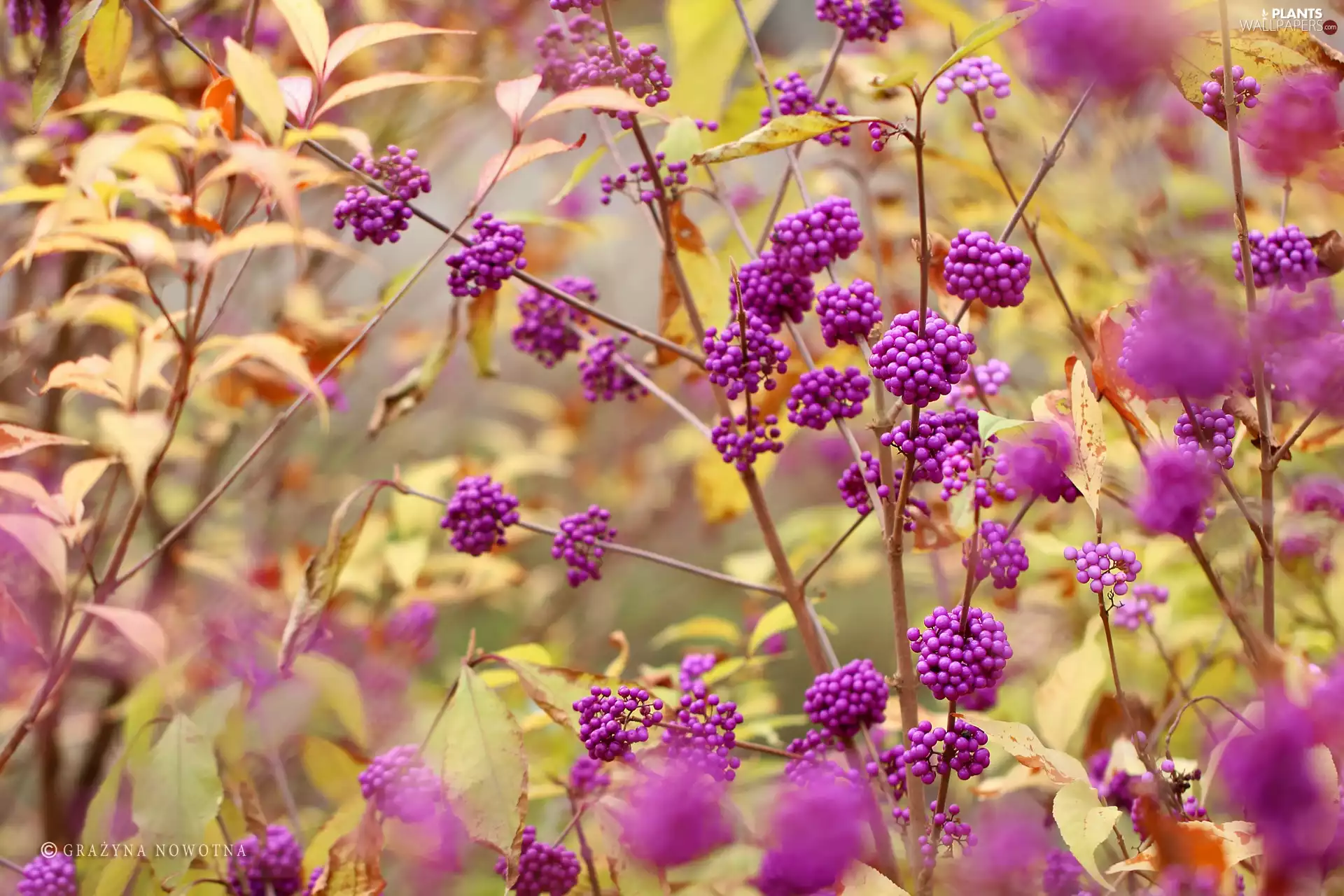 Bush, Bodinieri, M&Ms balls, Fruits, purple, Callicarpa