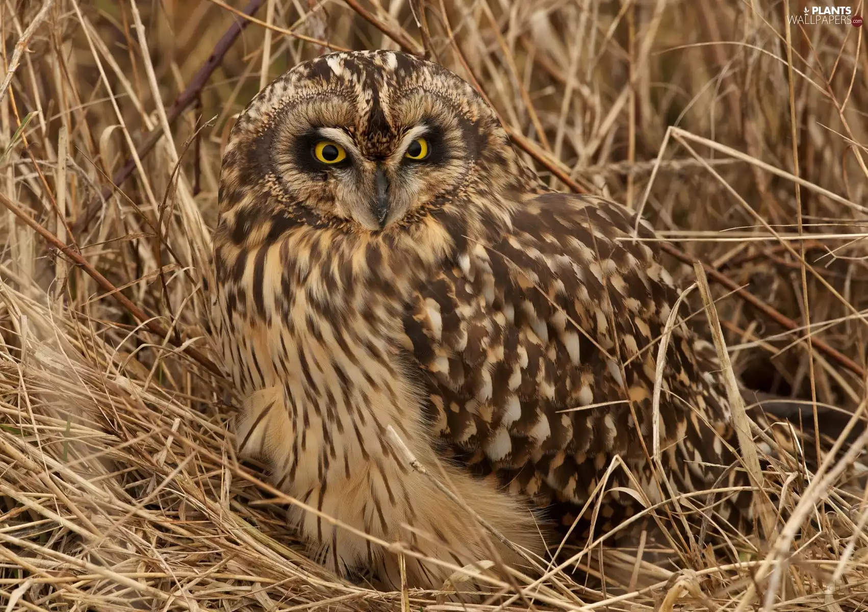 camouflage, owl, grass