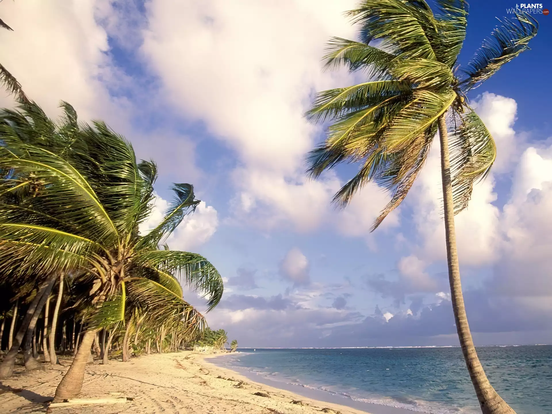 Sand, Palms, Punta Cana, Ocean, Dominican Republic