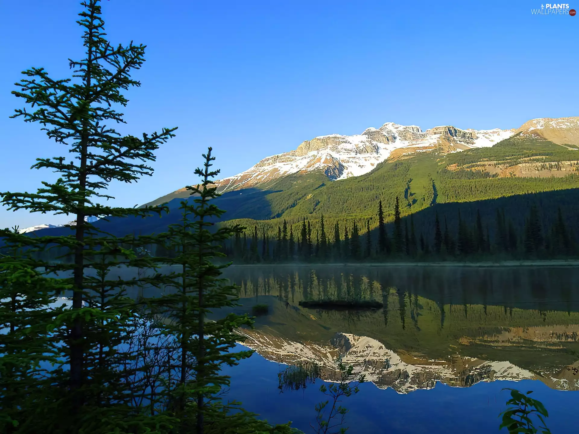 trees, lake, Alberta, Canada, viewes, Mountains
