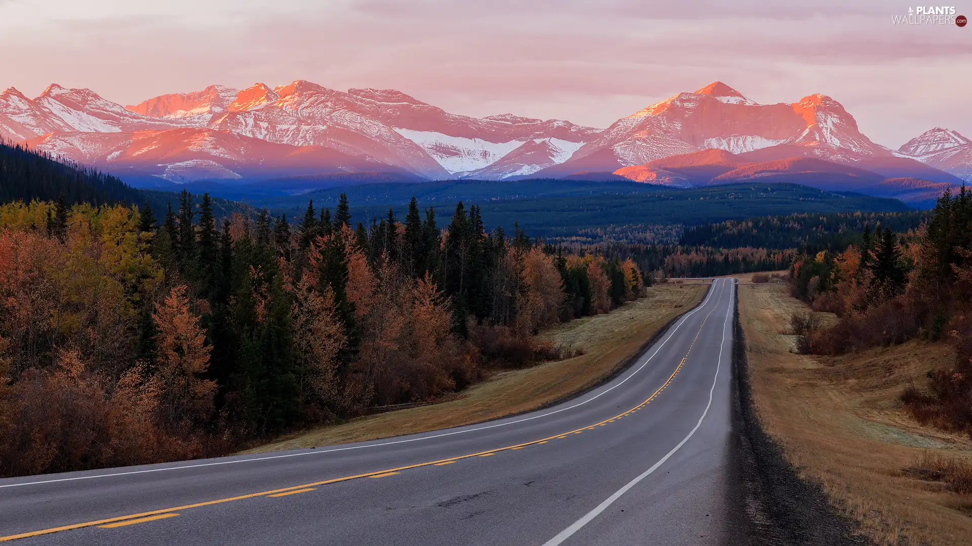 trees, rocky mountains, Alberta, woods, Way, viewes, Canada