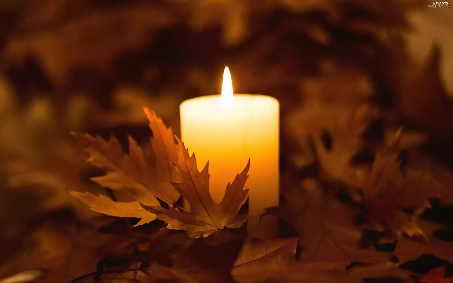 Candle, Leaf