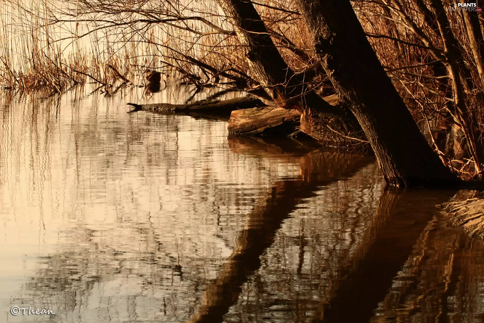 viewes, Cane, coast, trees, lake