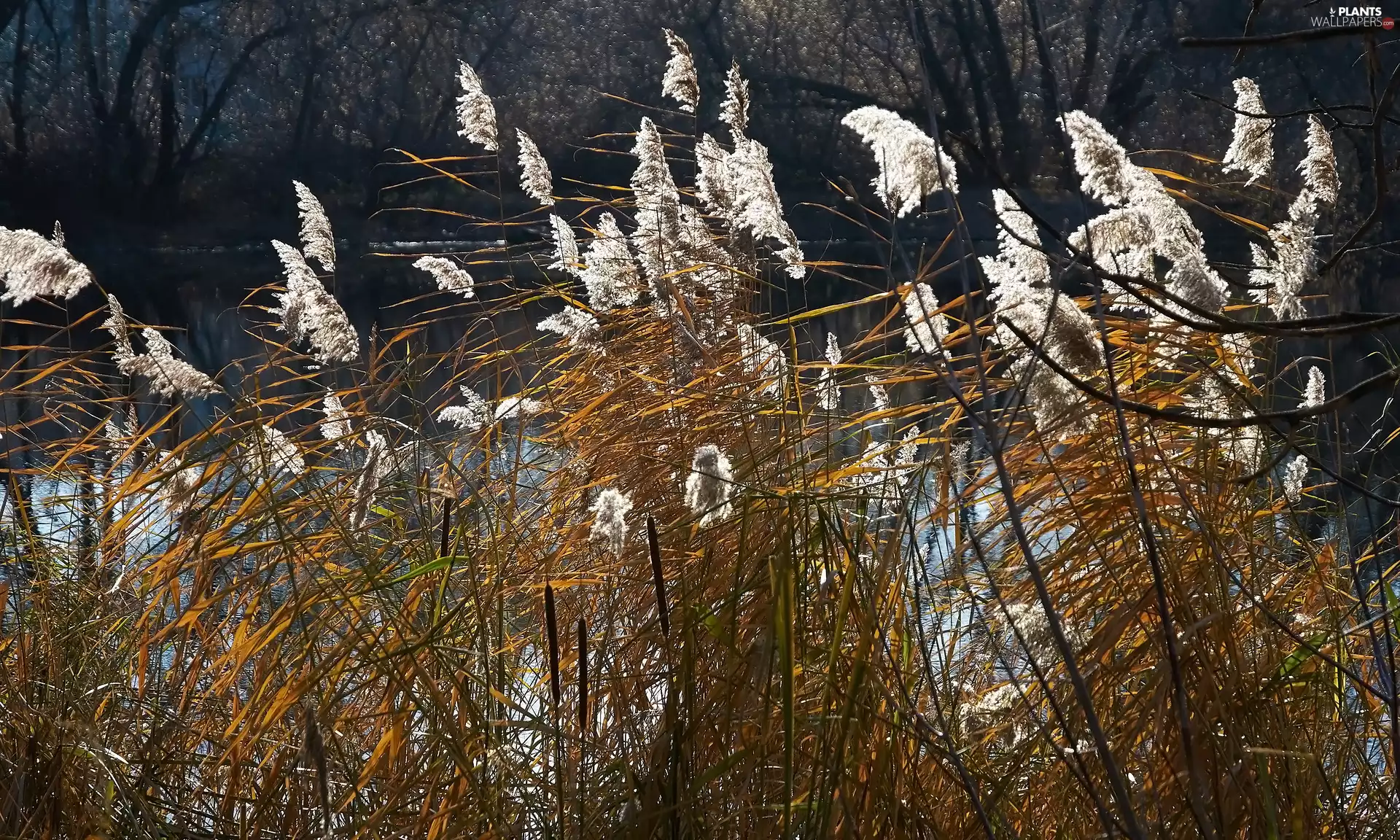 Cane, River, grass