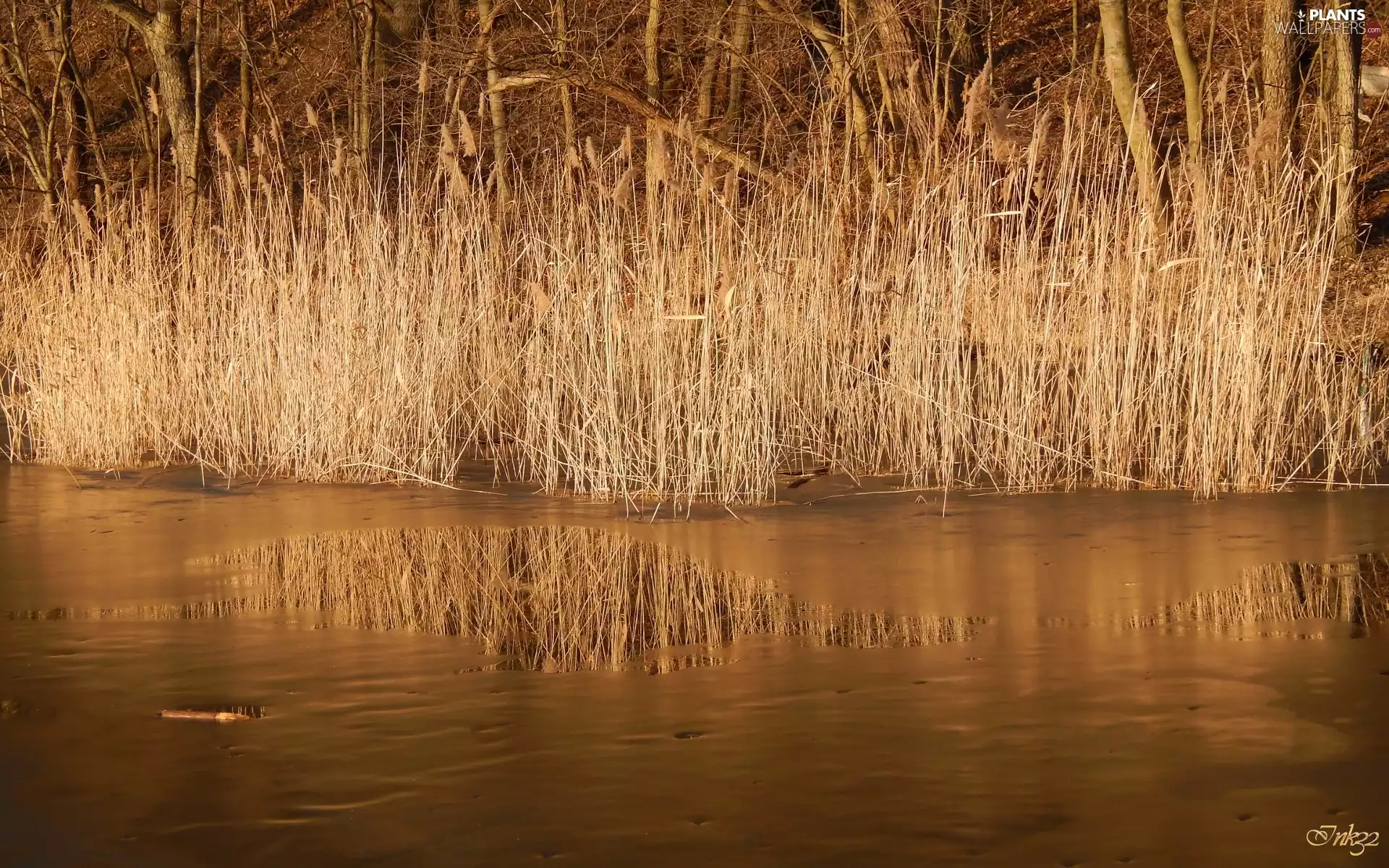lake, Icecream, reflection, Cane