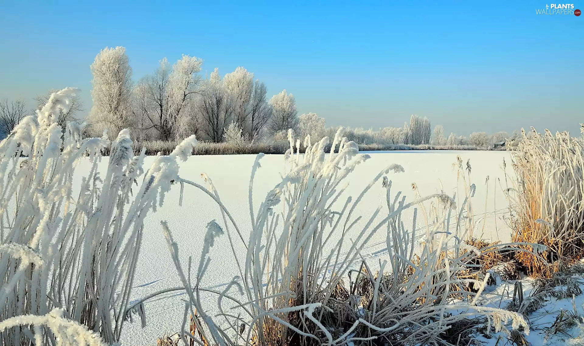 frosty, winter, viewes, cane, trees, lake