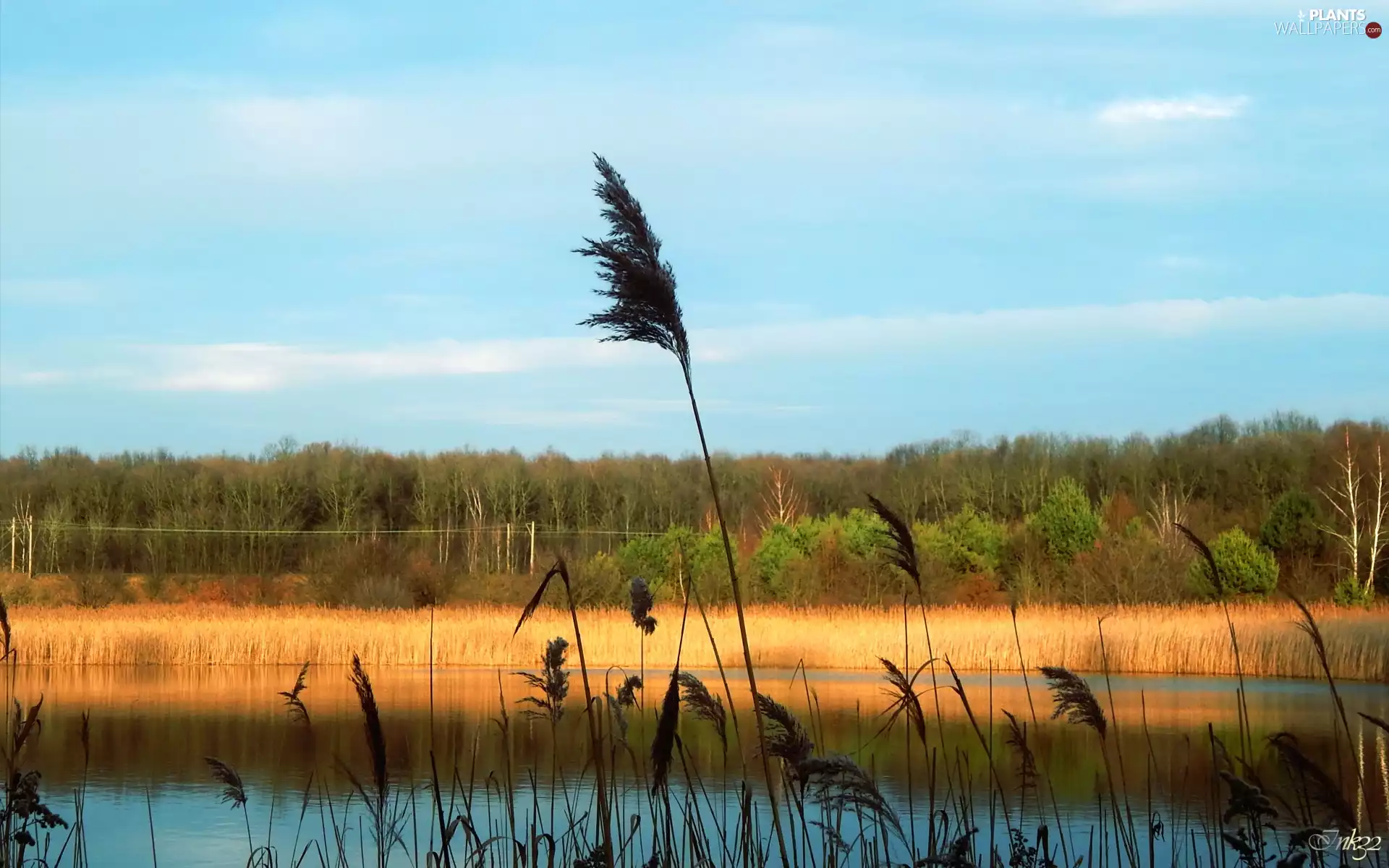 lake, trees, viewes, Cane