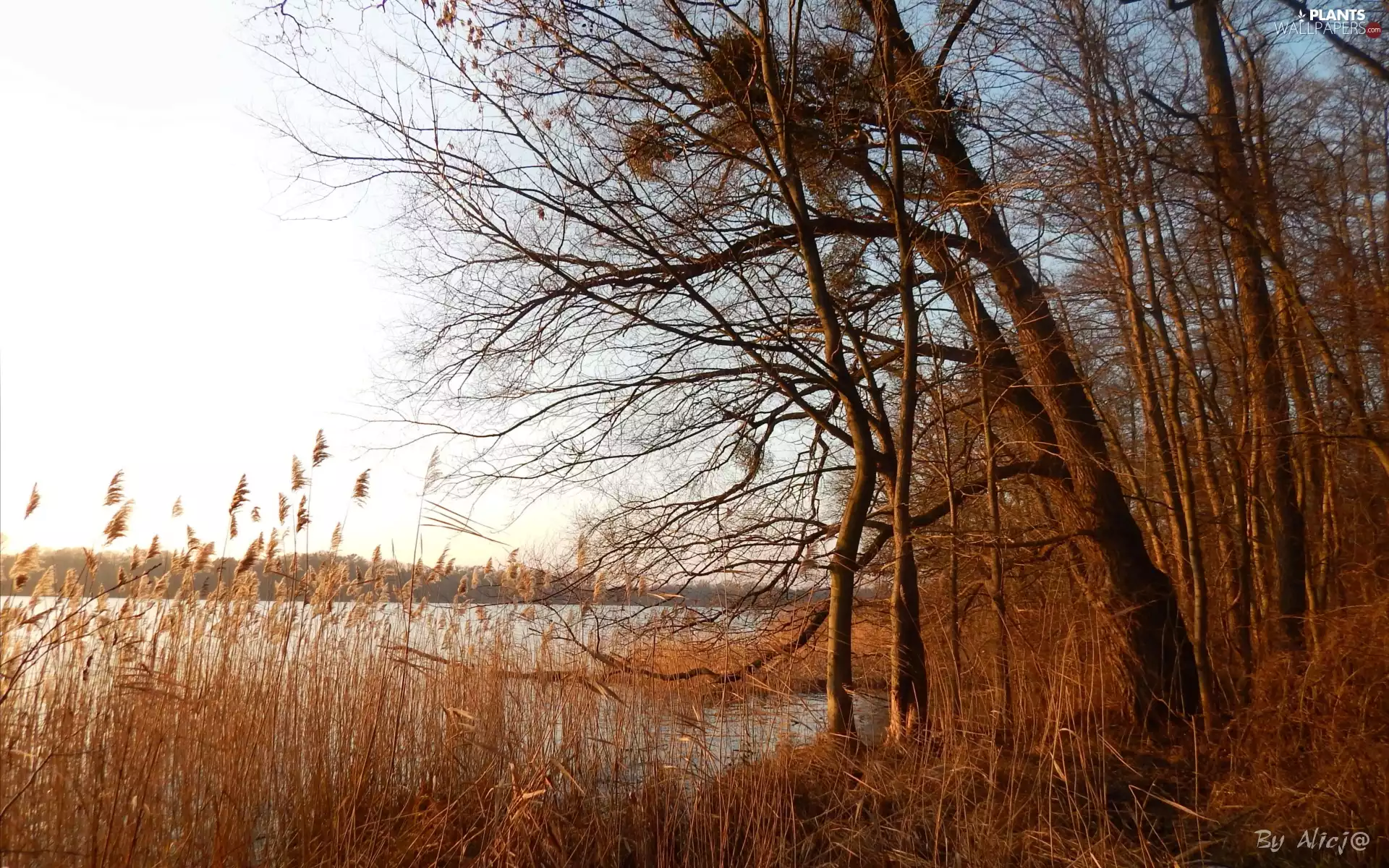 lake, trees, viewes, cane