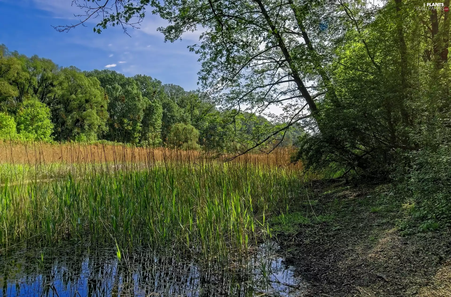marshland, trees, viewes, cane