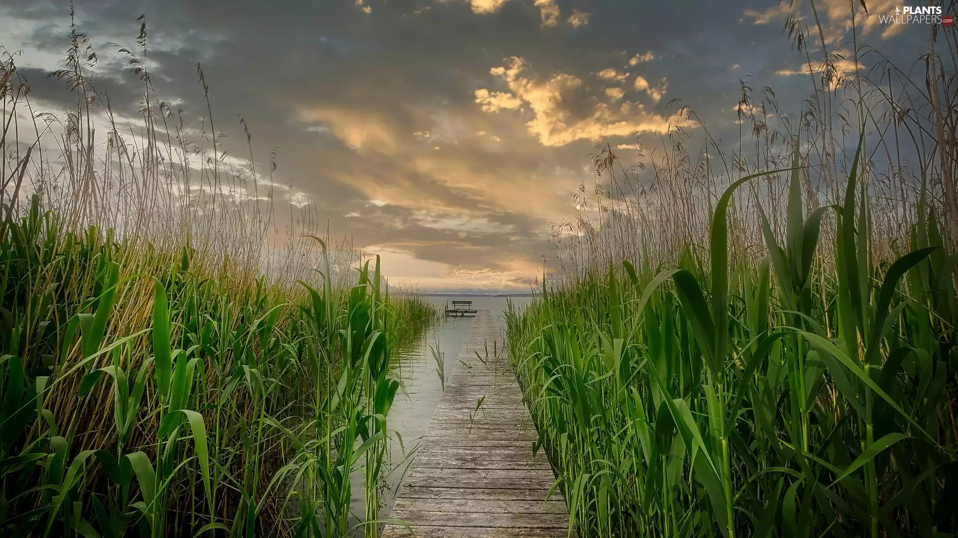 clouds, Cane, Platform, Sunrise, lake