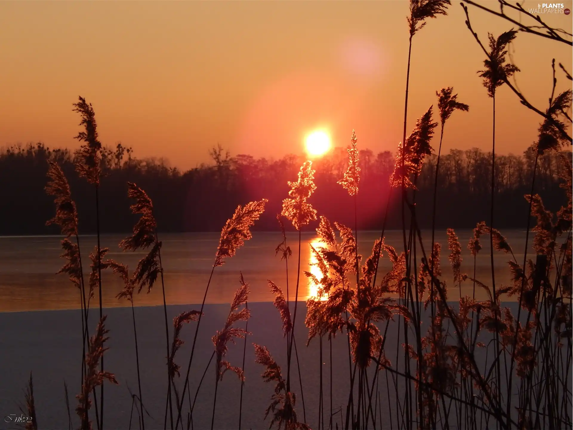 Cane, west, sun