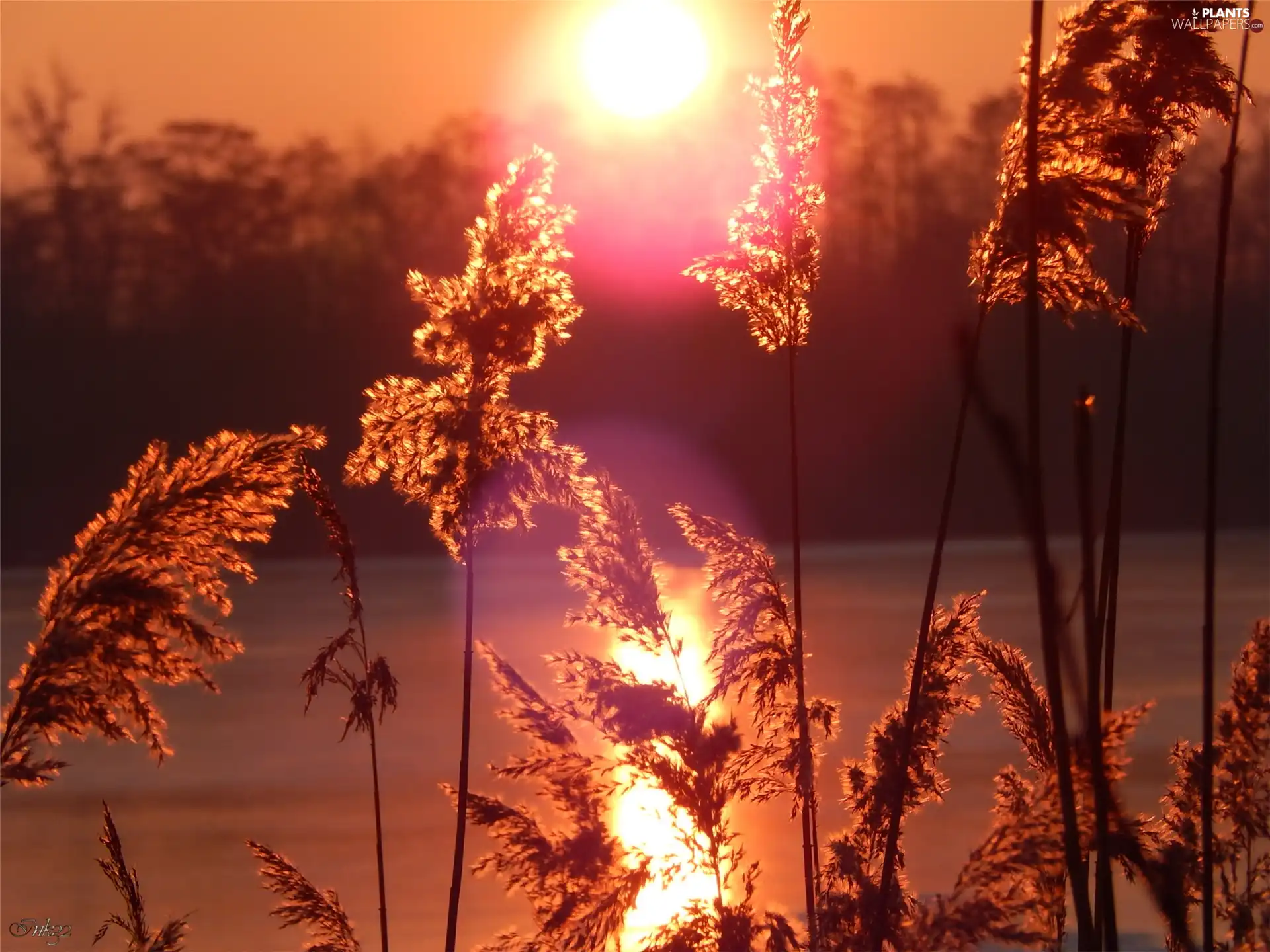 Cane, west, sun