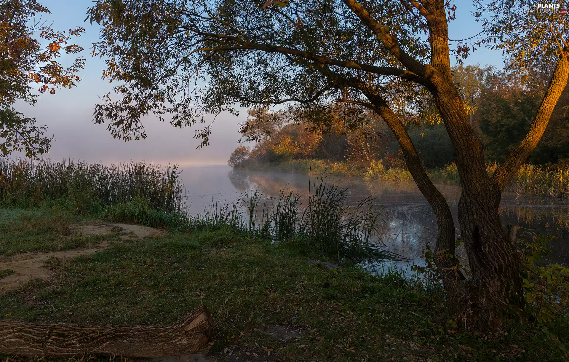 grass, cane, trees, viewes, lake