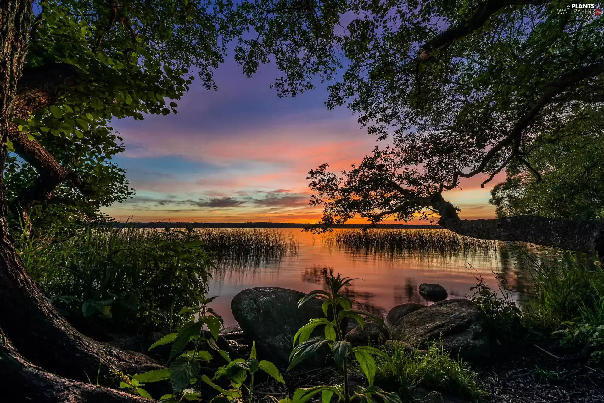 trees, Stones, west, cane, lake, viewes, sun