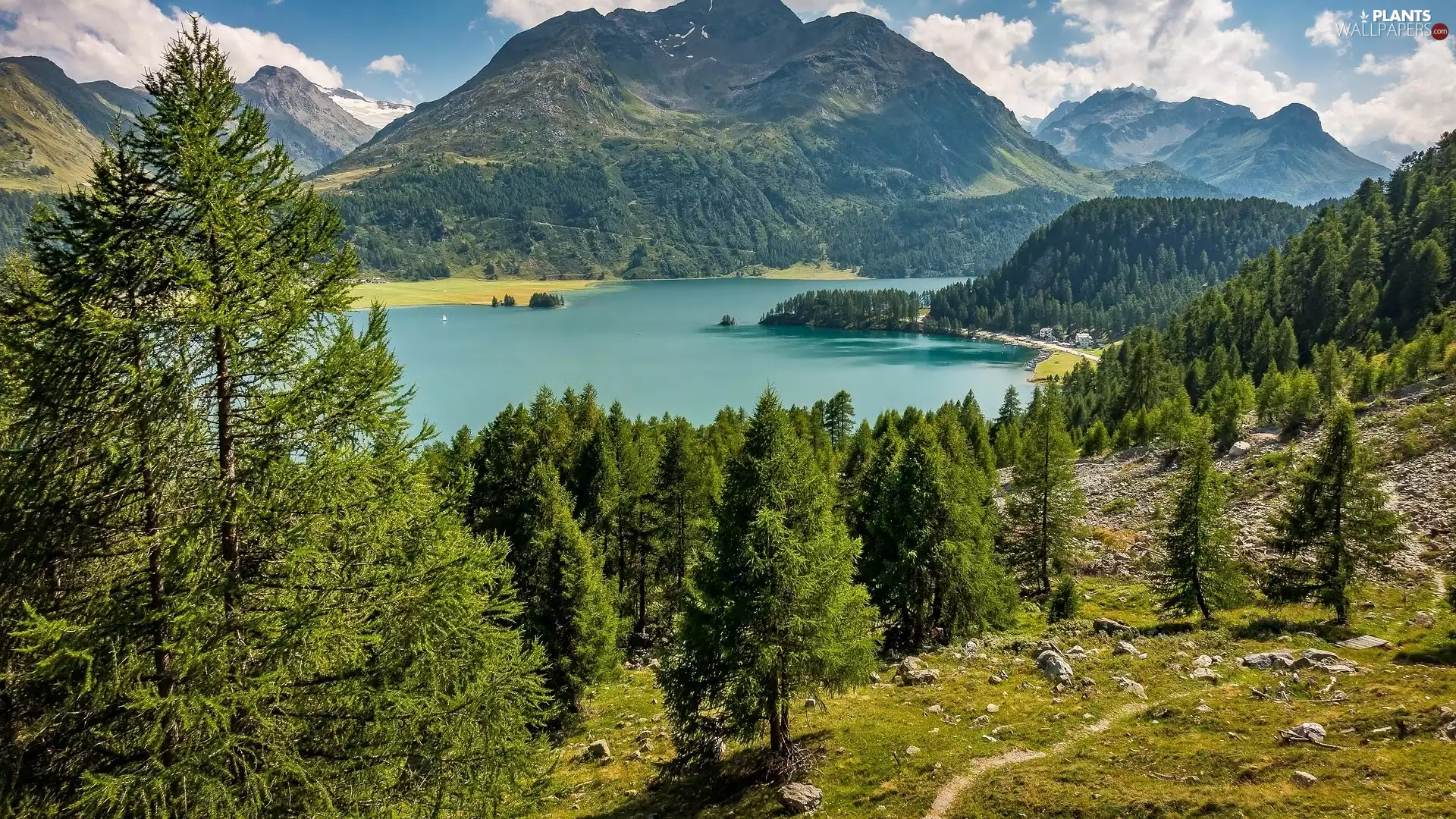 viewes, Engadin Valley, Switzerland, Lake Silsersee, Canton Graubunden, trees, Alps Mountains, Piz da la Margna Peak