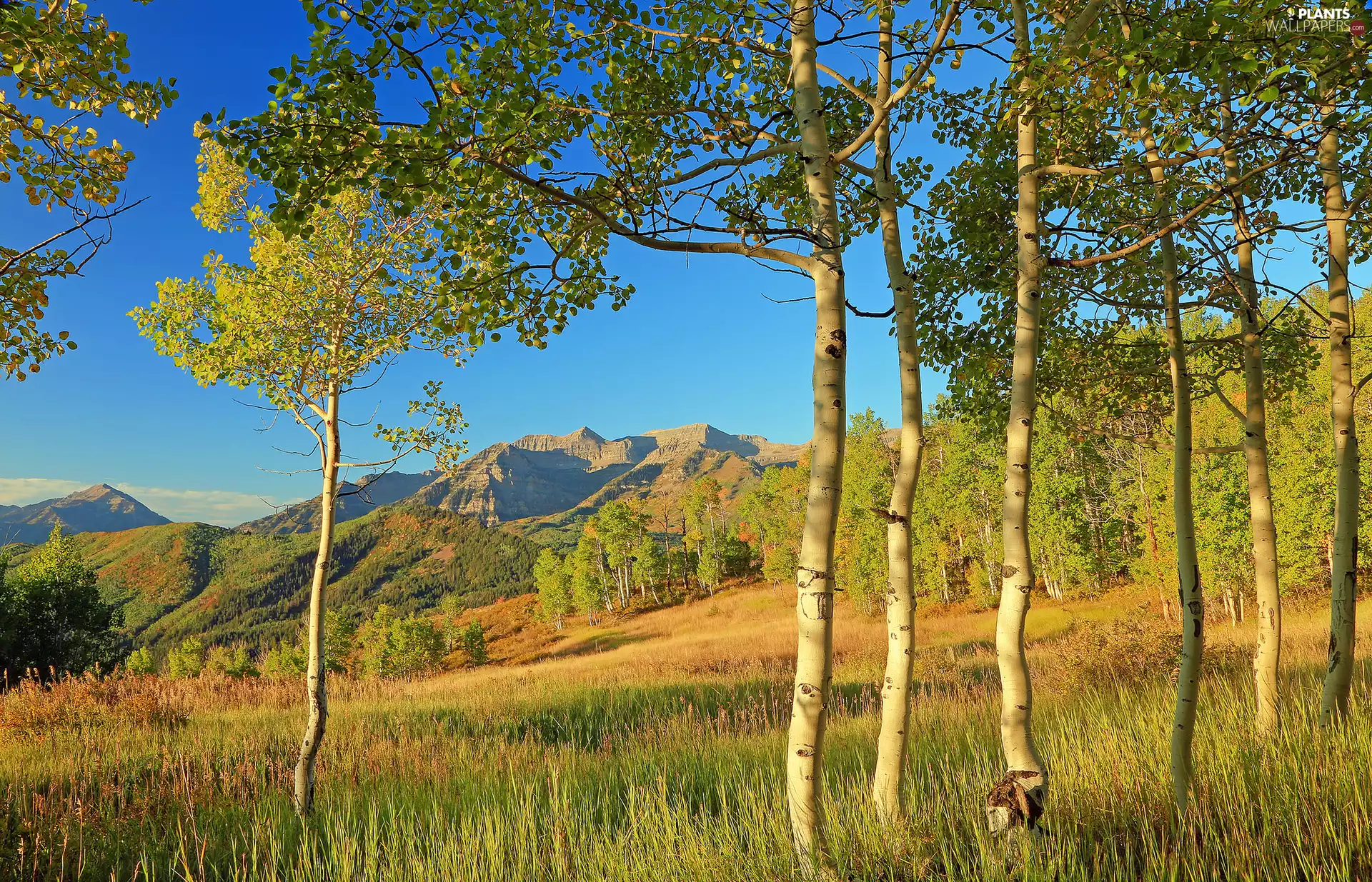 Mountains, Quaking Aspen, car in the meadow