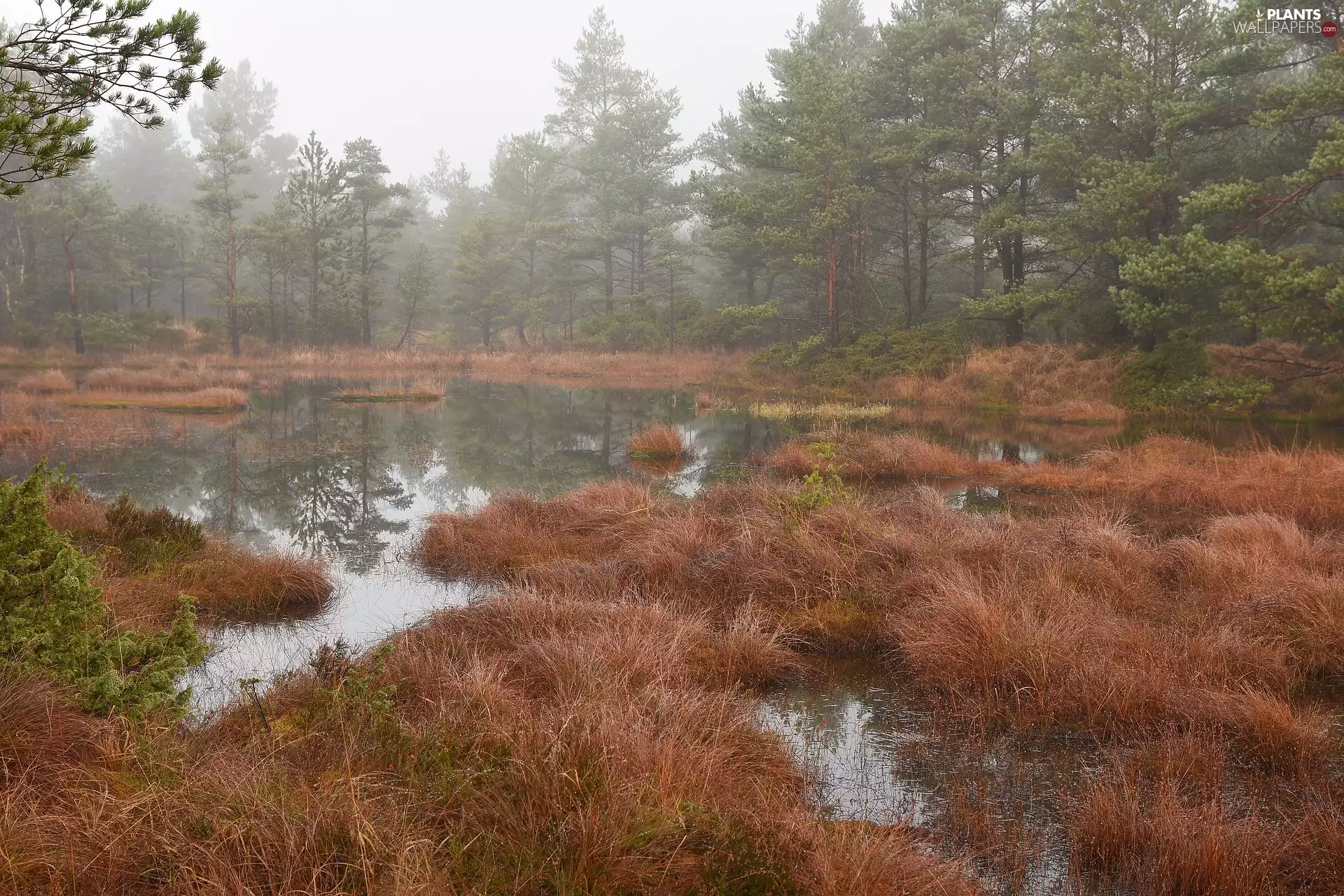 grass, Fog, Pond - car, forest, autumn
