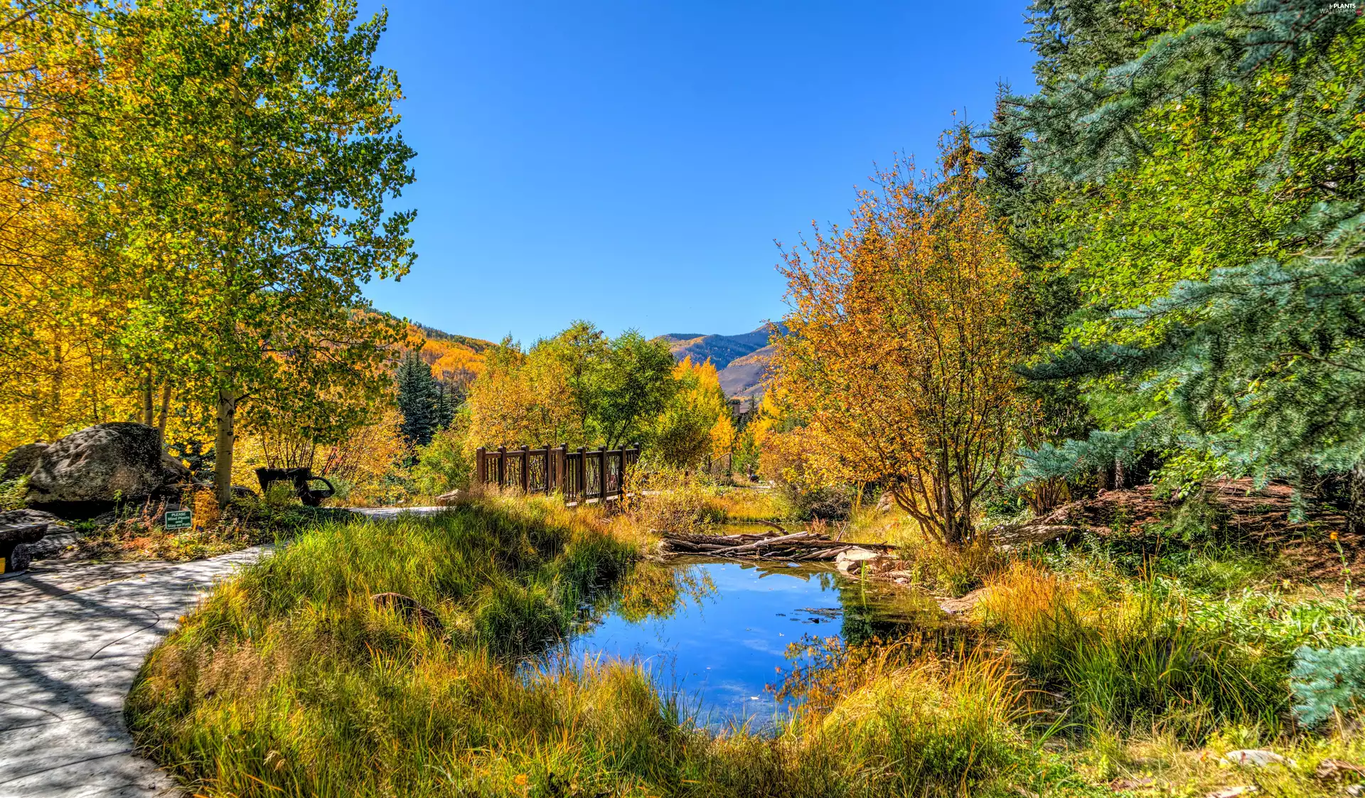 trees, viewes, Pond - car, color, autumn