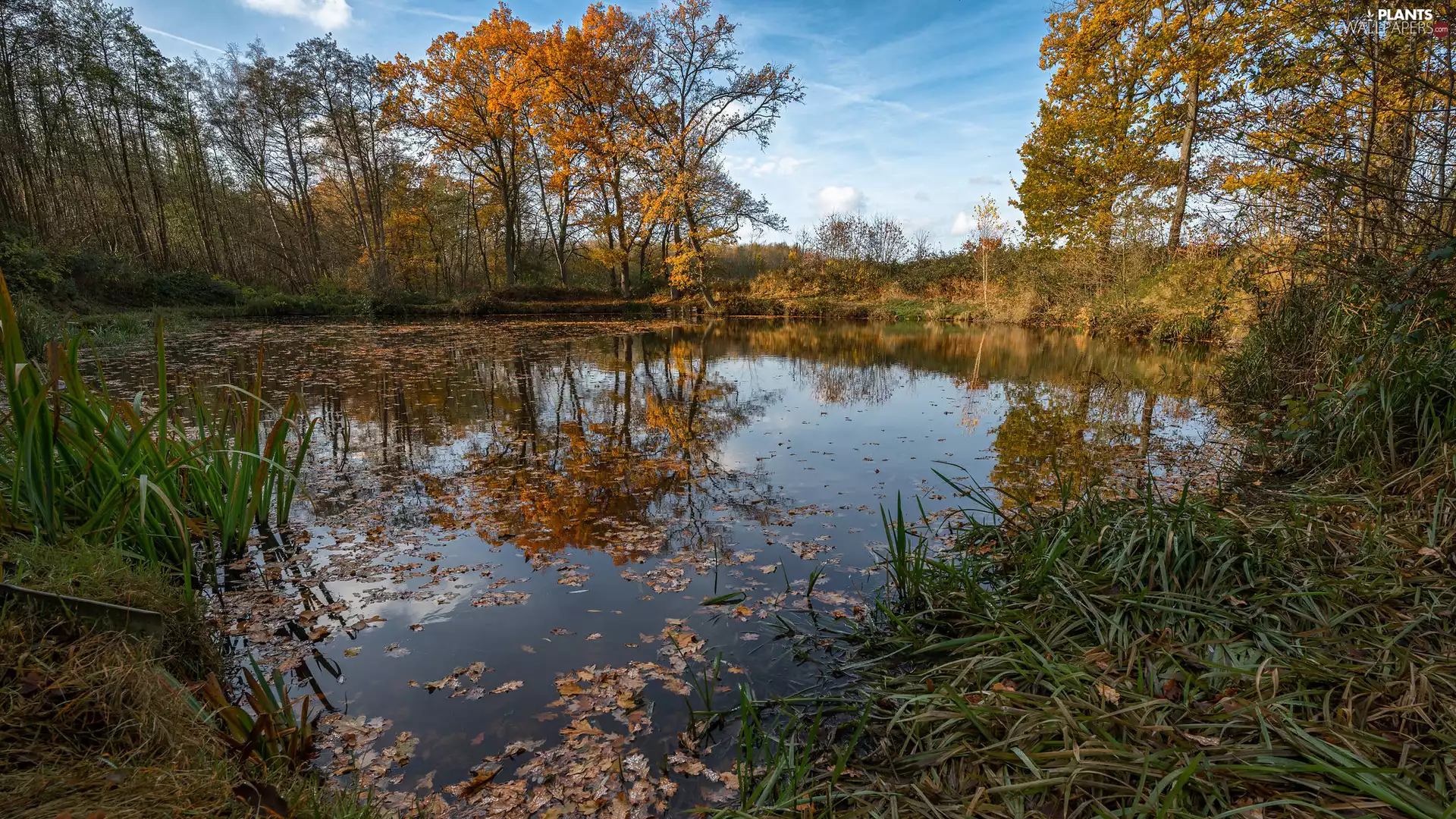 viewes, Plants, Pond - car, trees, autumn
