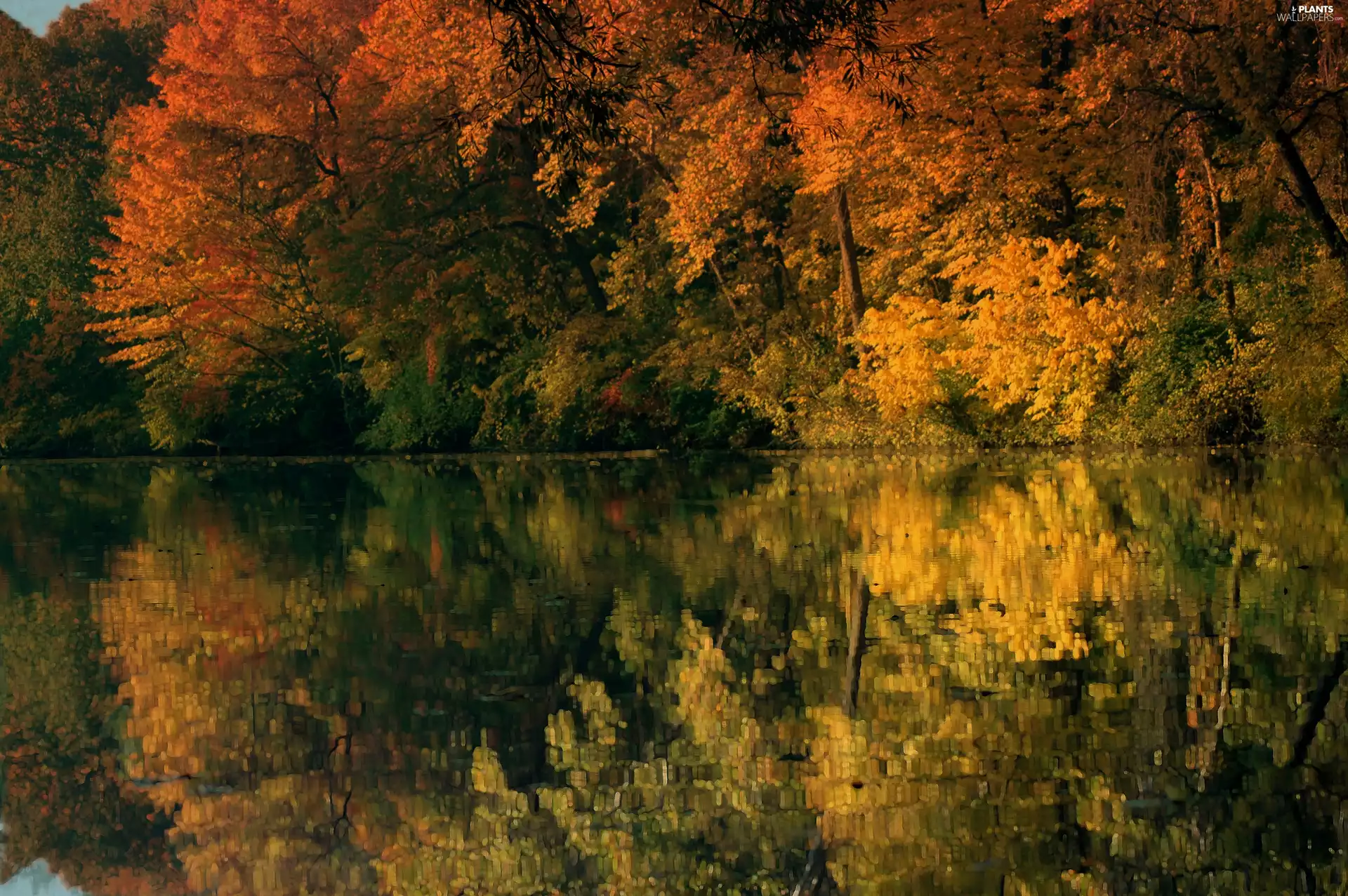 viewes, reflection, Pond - car, trees, autumn