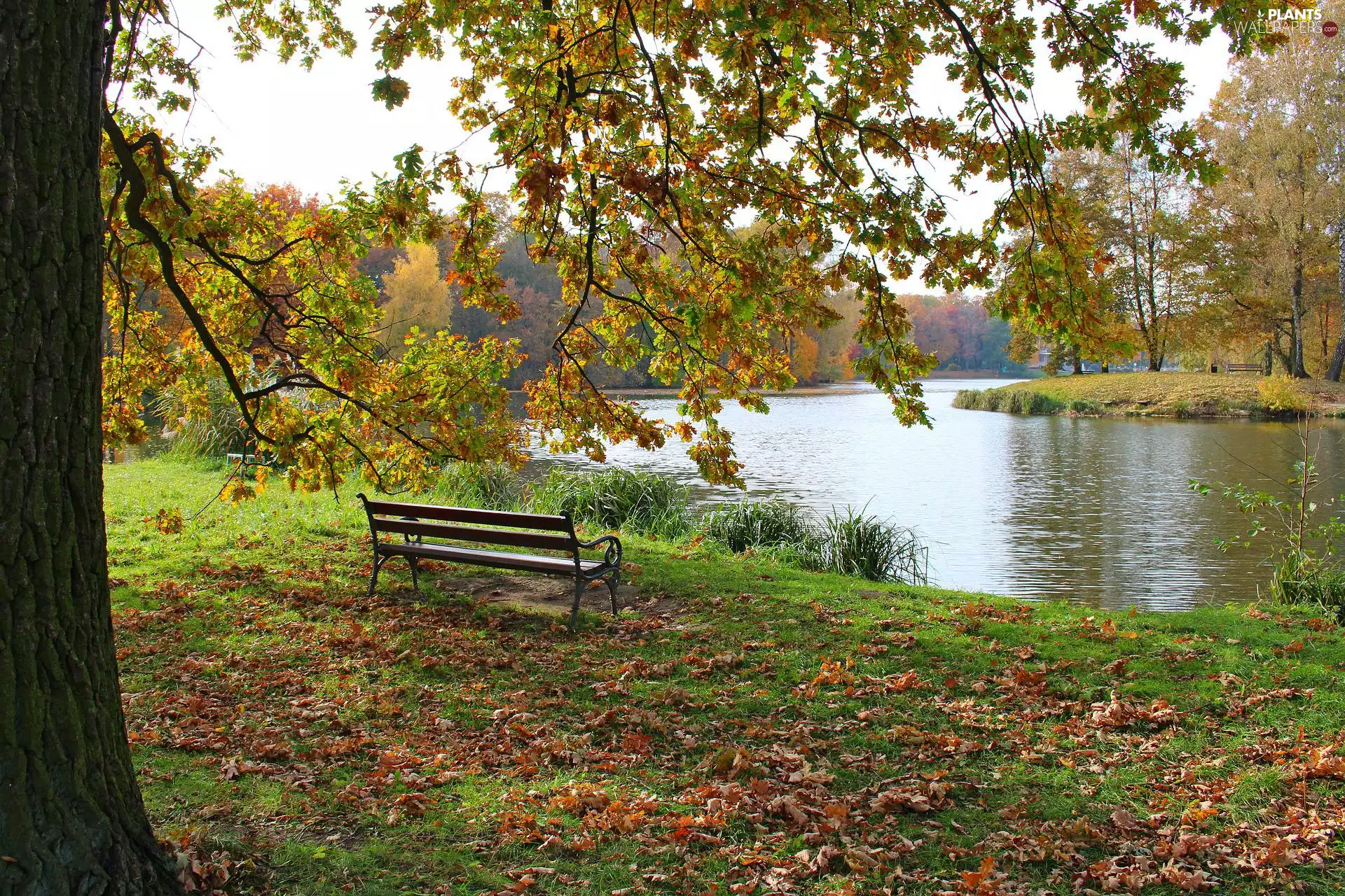 autumn, Park, Pond - car, trees, Bench