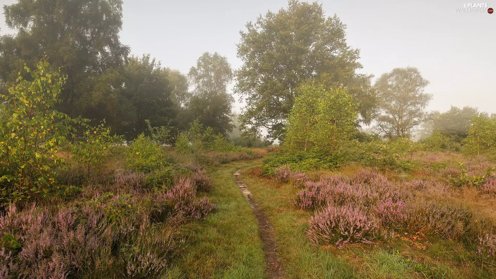 car in the meadow, trees, Path, heath, heathers, viewes