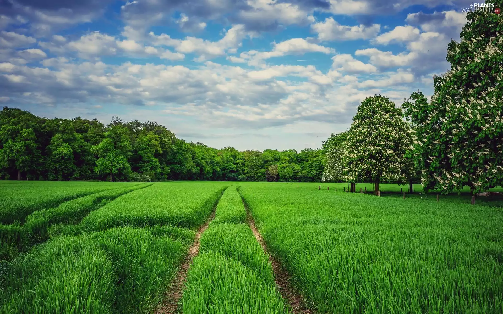 grass, trees, Spring, viewes, chestnut, Meadow, car in the meadow, flourishing