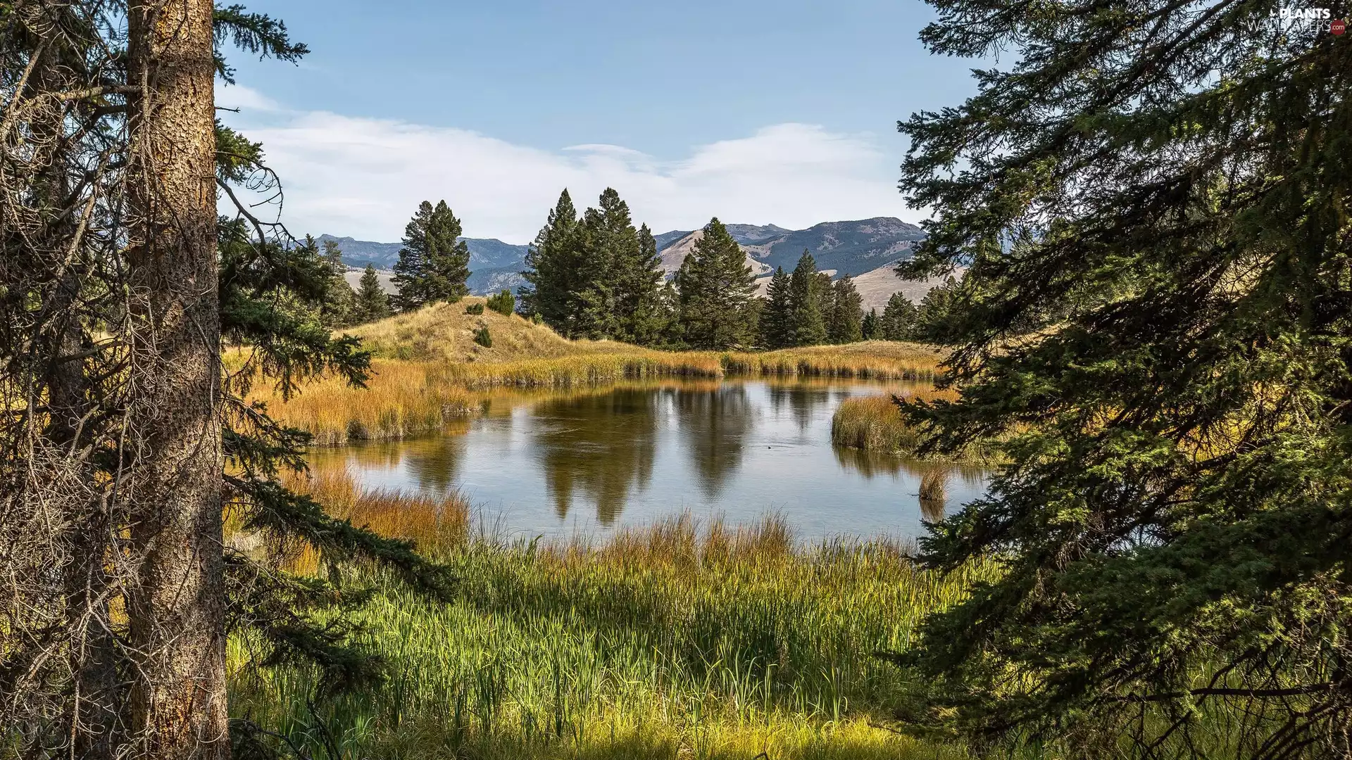 trees, viewes, Pond - car, grass, Mountains