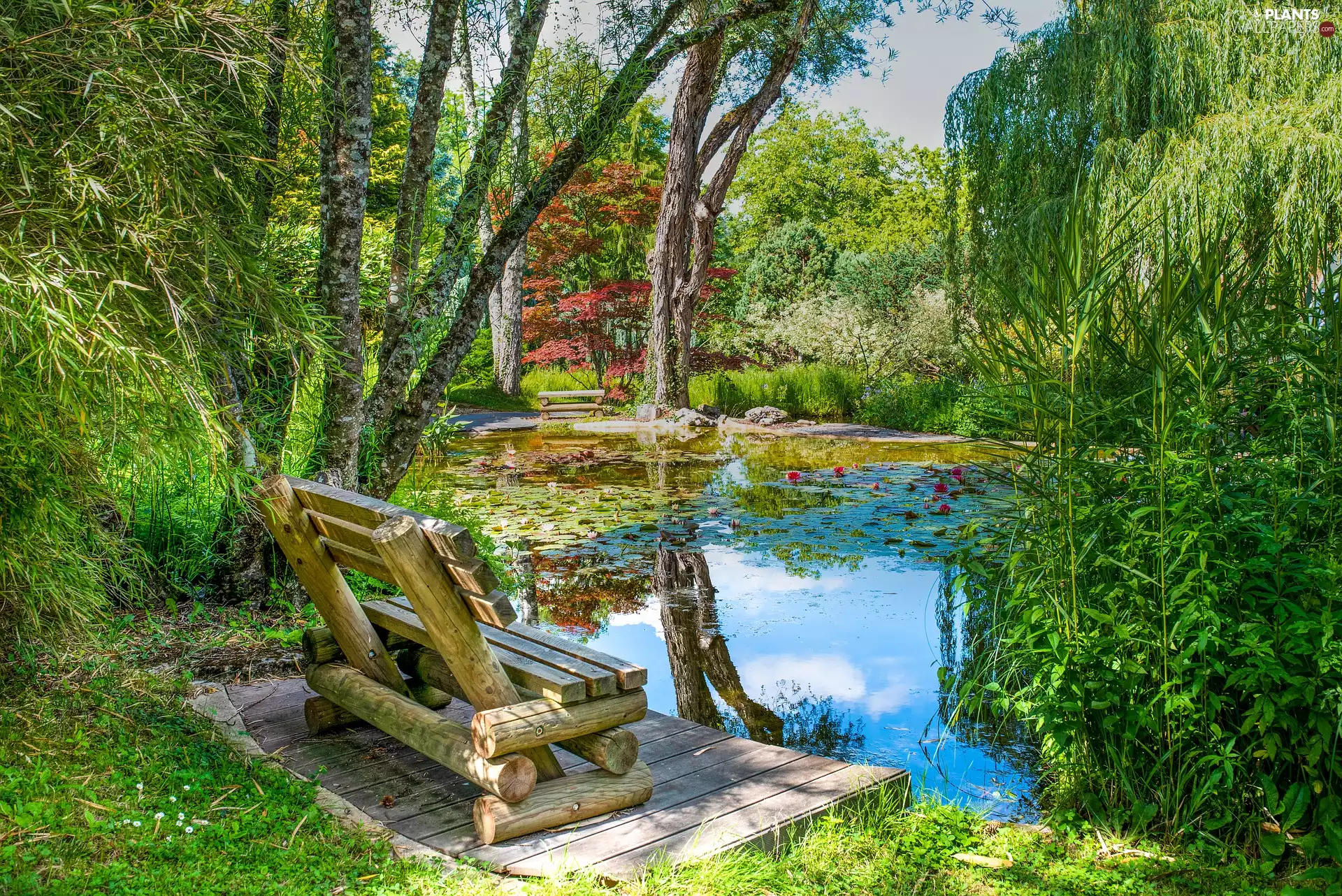 Water lilies, Park, trees, viewes, bench, Pond - car