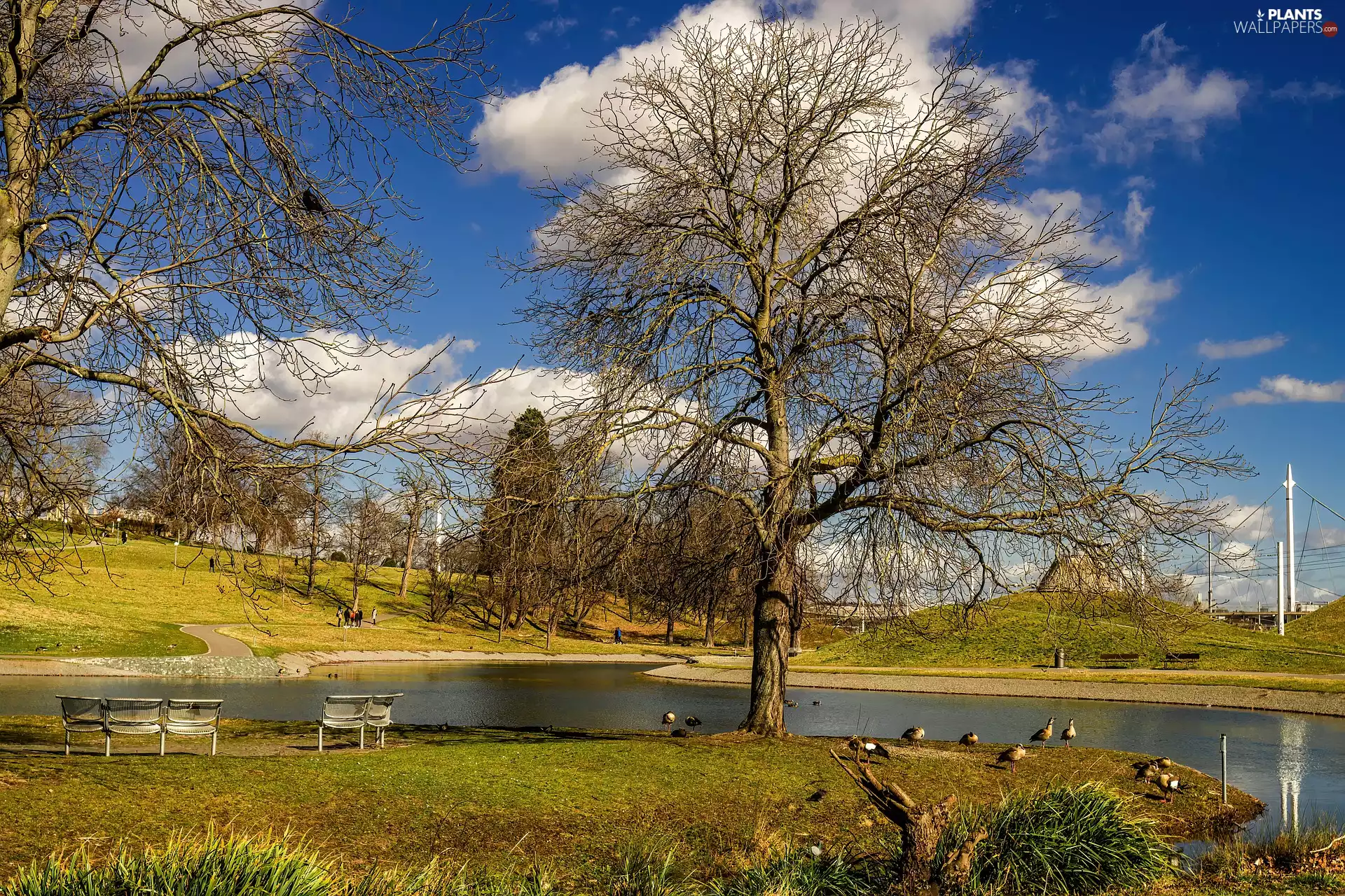 viewes, ducks, Pond - car, trees, Park